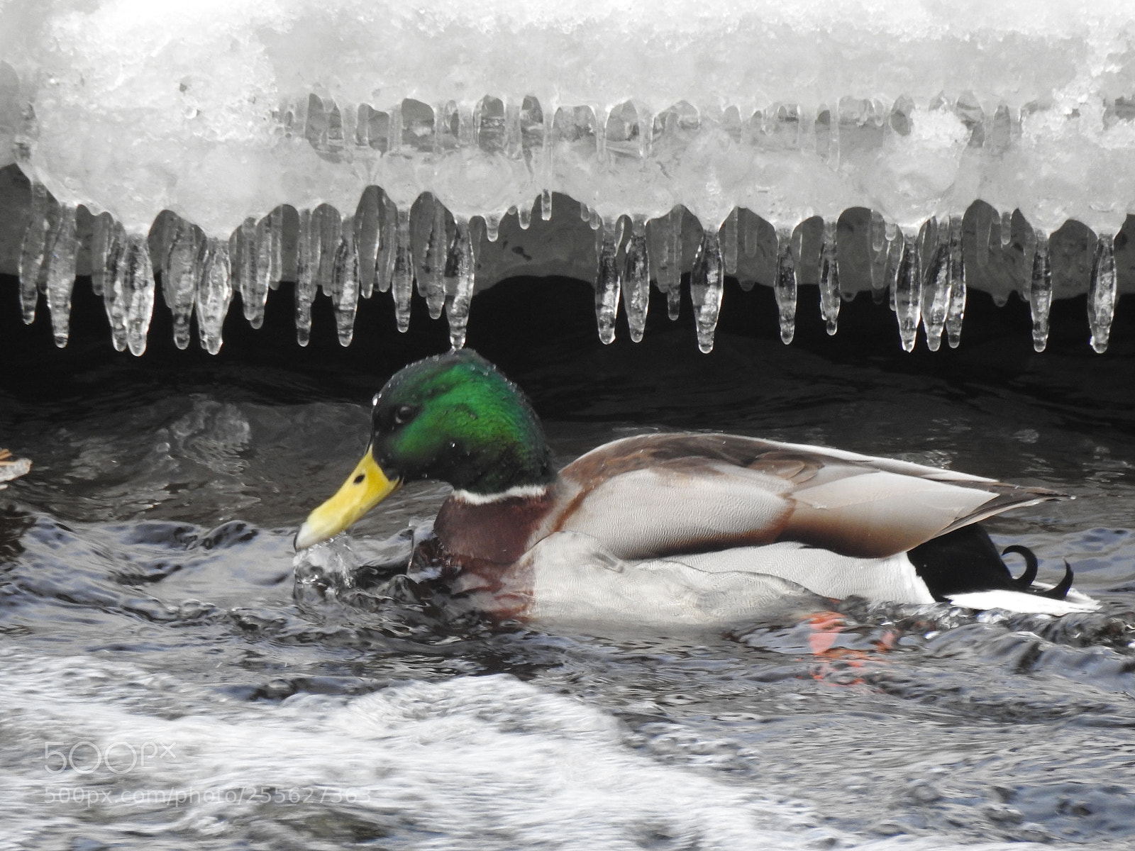 Nikon Coolpix P900 sample photo. Sweden winter photography