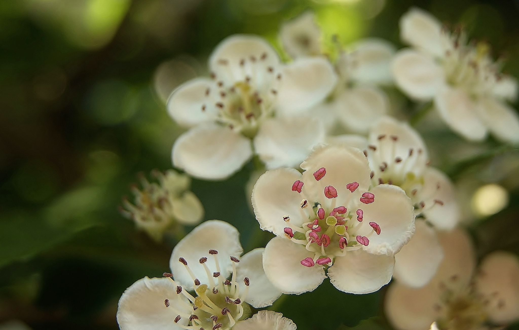 Sony Alpha DSLR-A380 sample photo. A wildflower memory ... photography