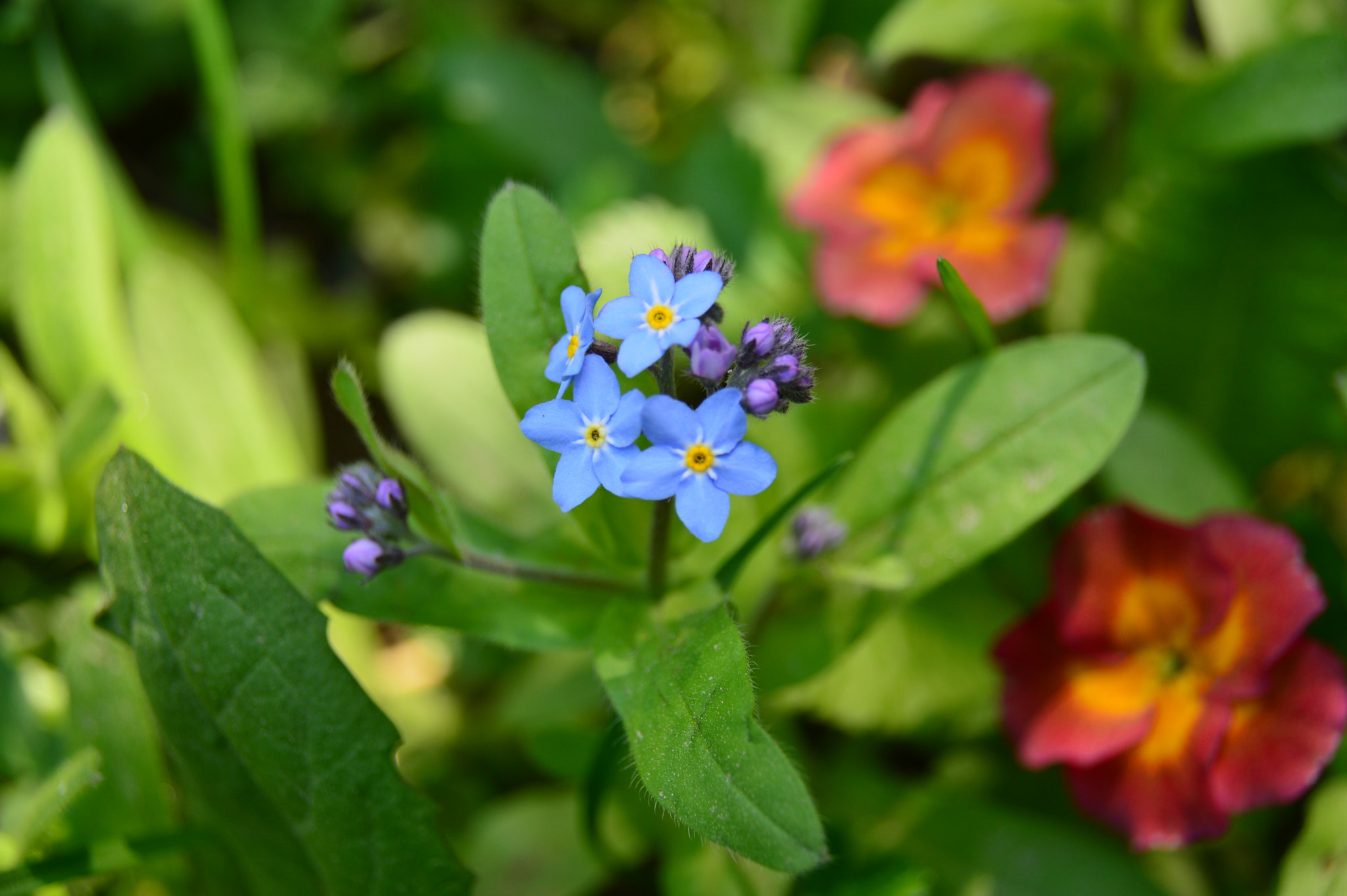 Nikon D3200 + Sigma 18-250mm F3.5-6.3 DC Macro OS HSM sample photo. Wild flowers photography