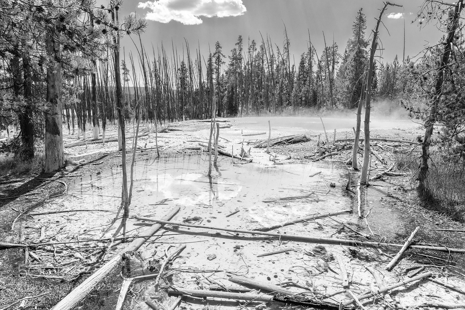 Canon EOS 5DS sample photo. Acid forest photography
