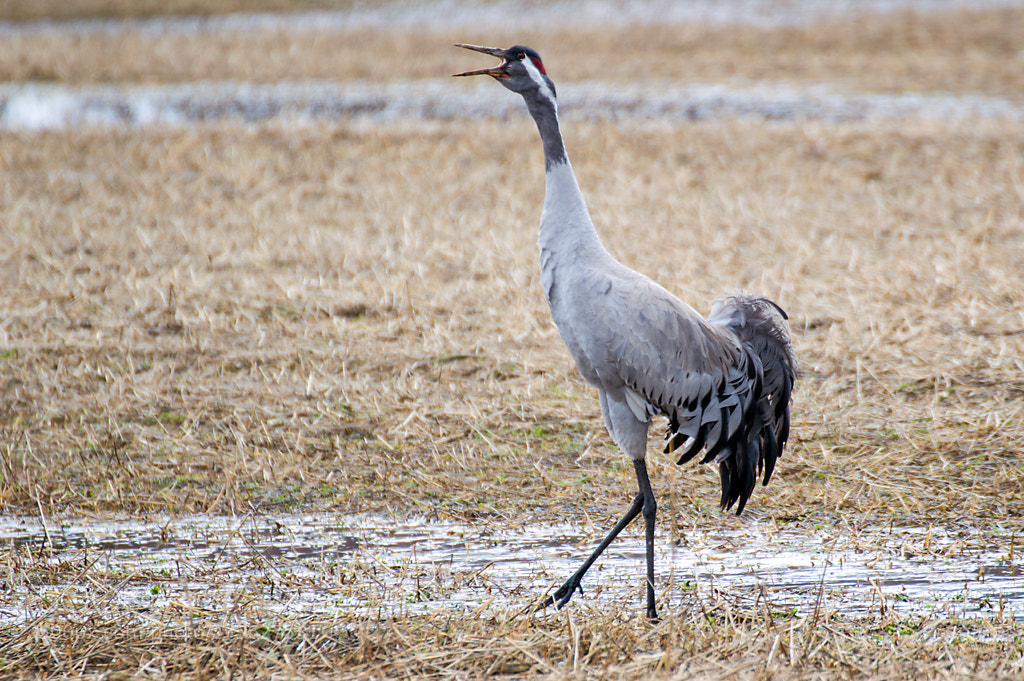 Nikon D3200 sample photo. Crane - finland photography