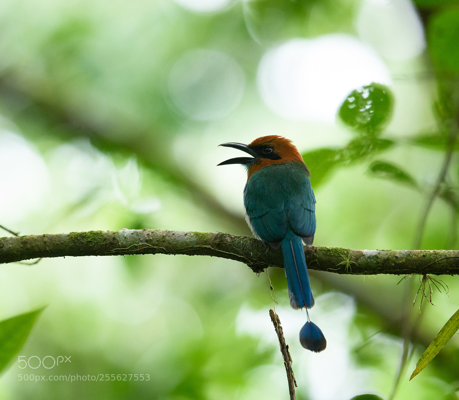 Nikon D850 sample photo. Motmot deep in the photography