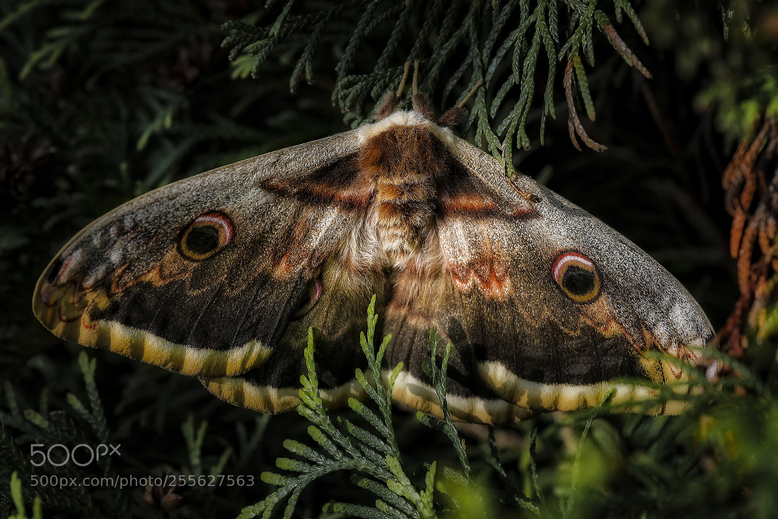 Nikon D810 sample photo. Wiener nachtpfauenauge photography