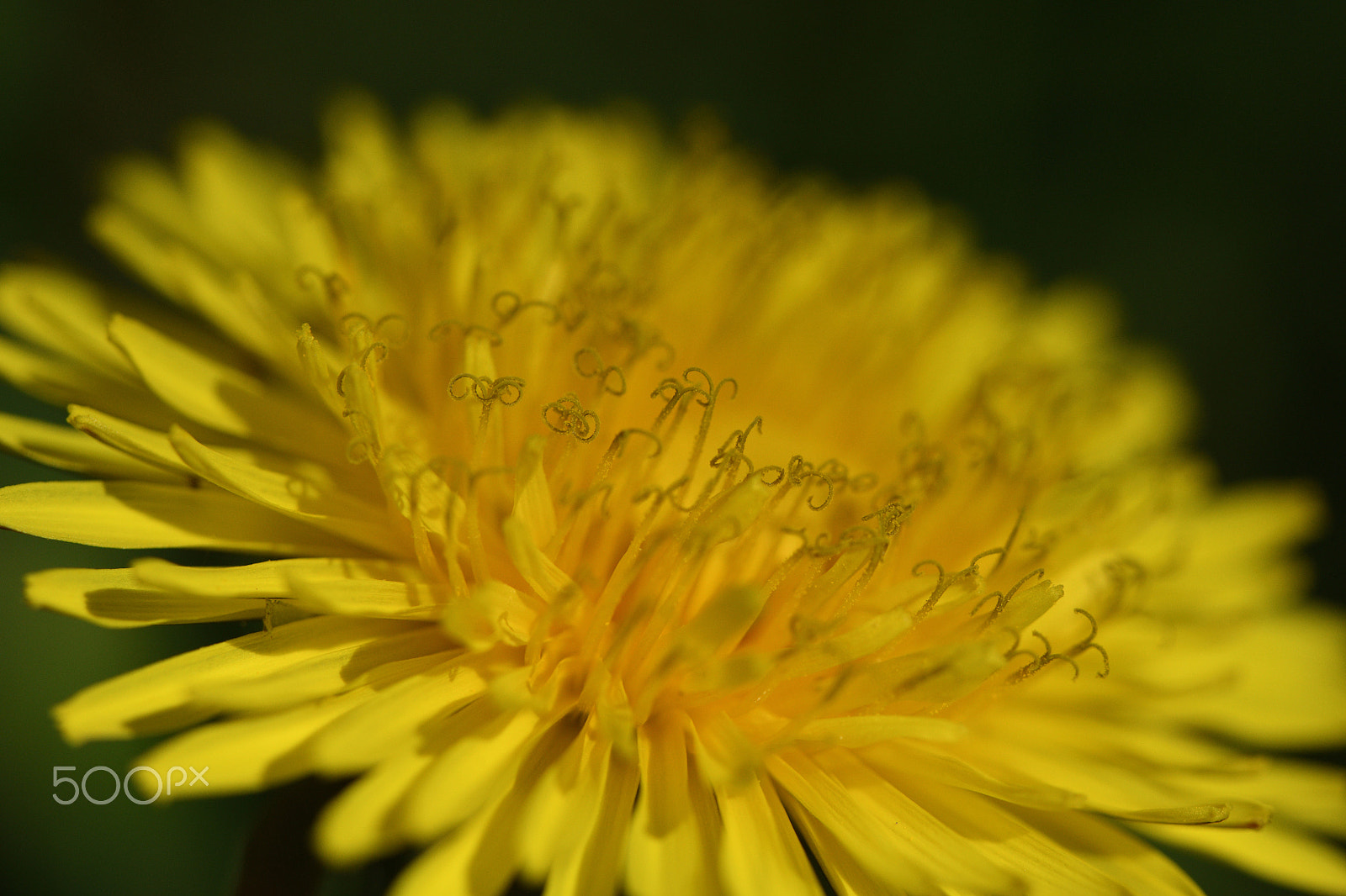 Nikon D850 sample photo. Dandelions photography