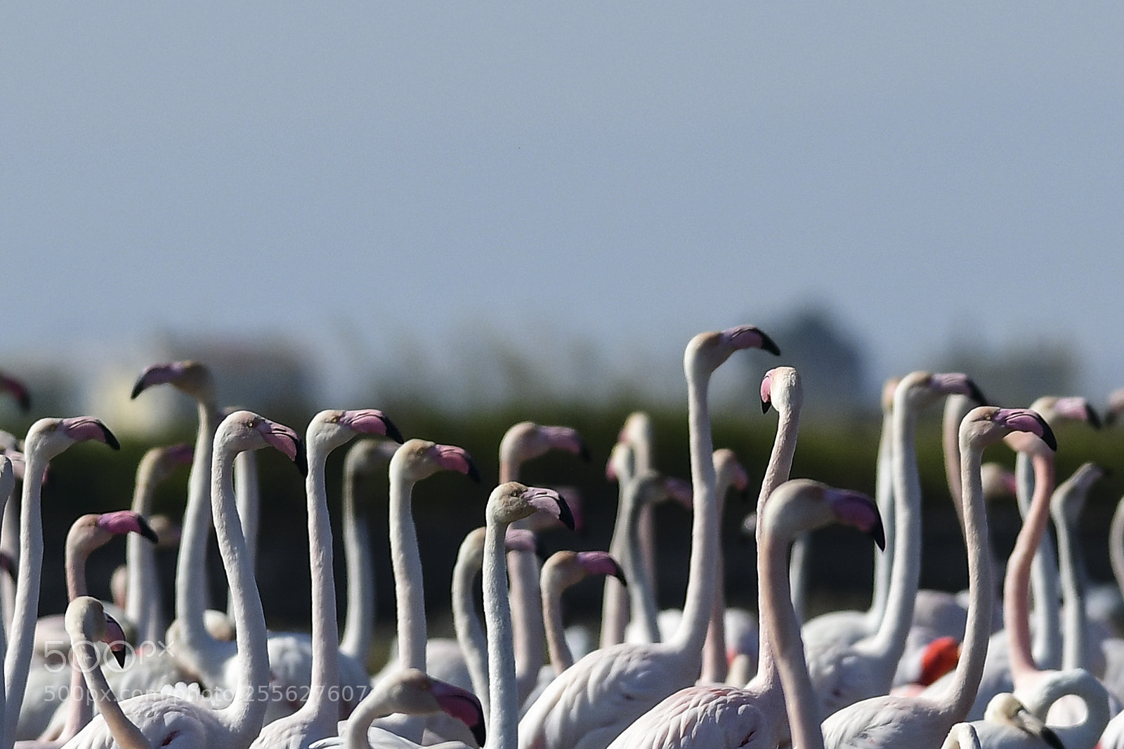Nikon D850 sample photo. Los flamencos photography