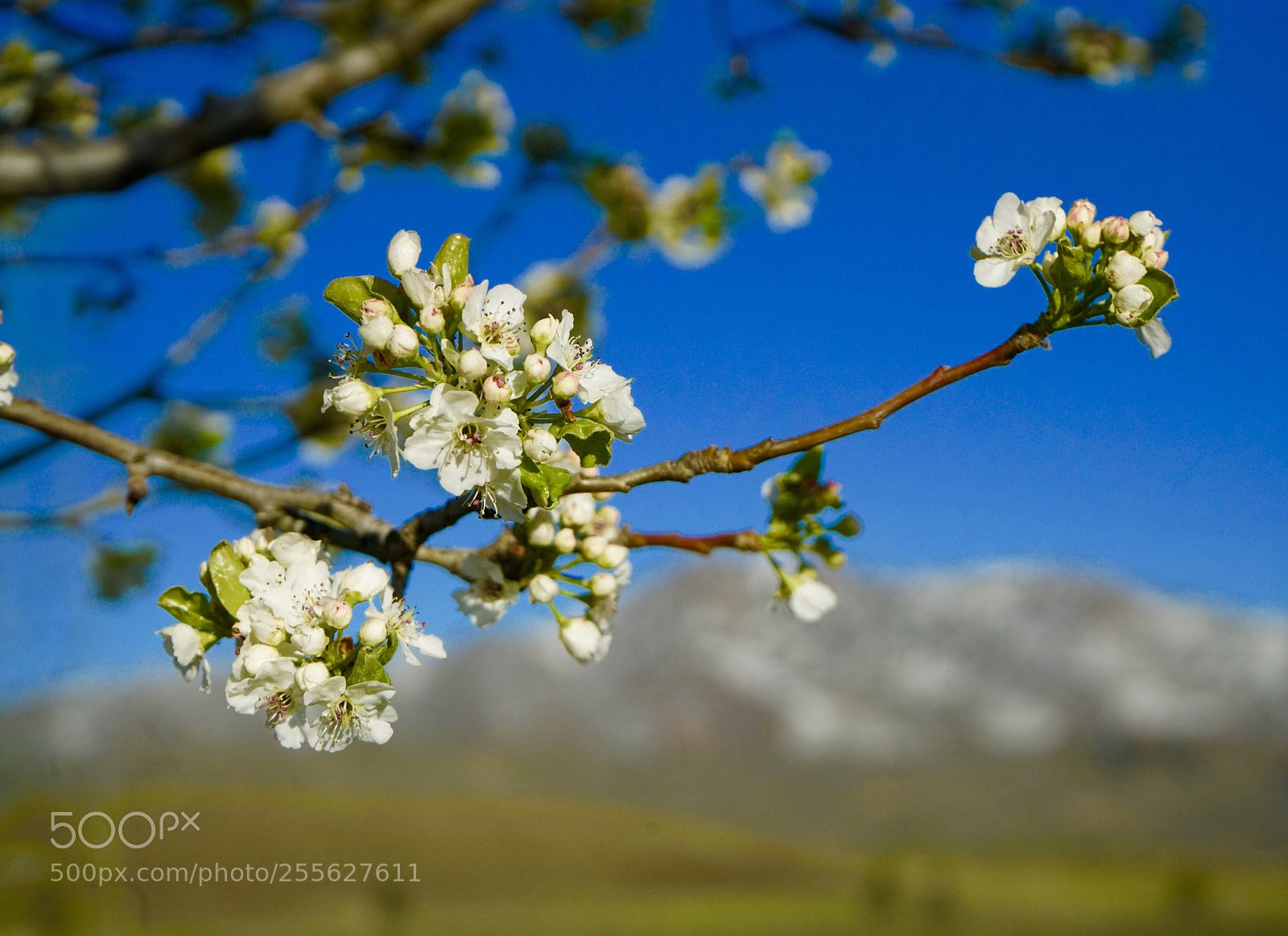Sony a7R II sample photo. Untitled photography