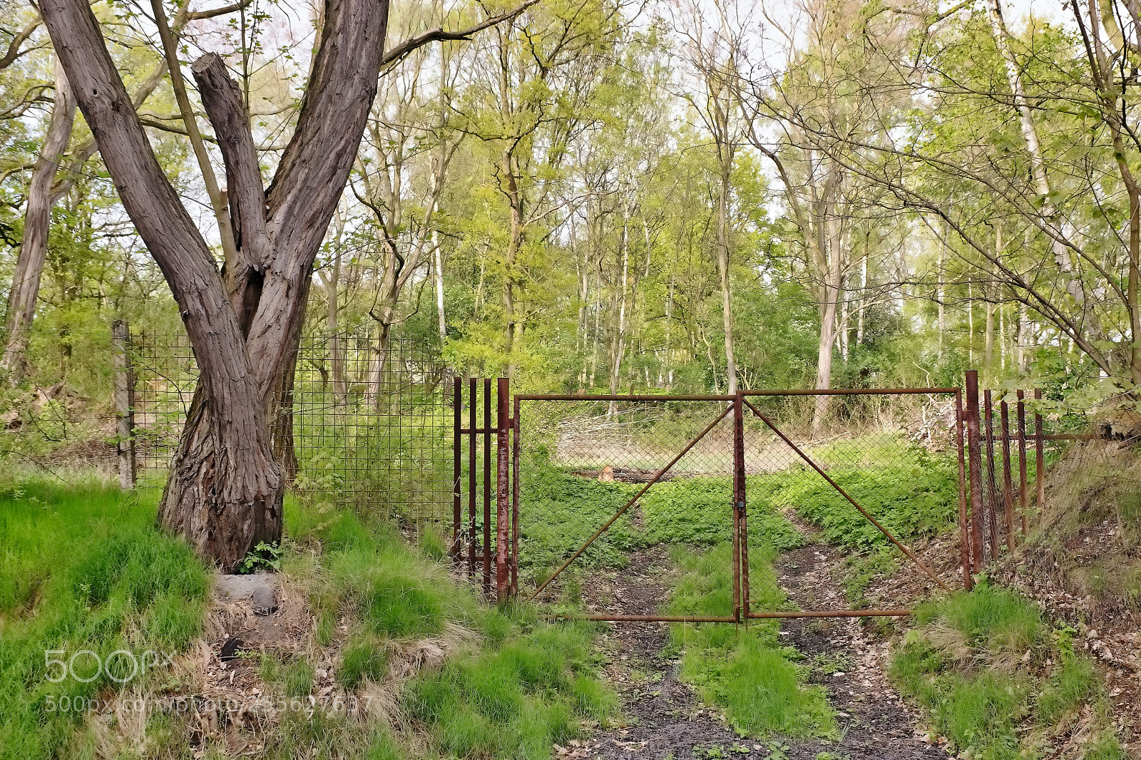 Nikon D5300 sample photo. A locked iron gate photography