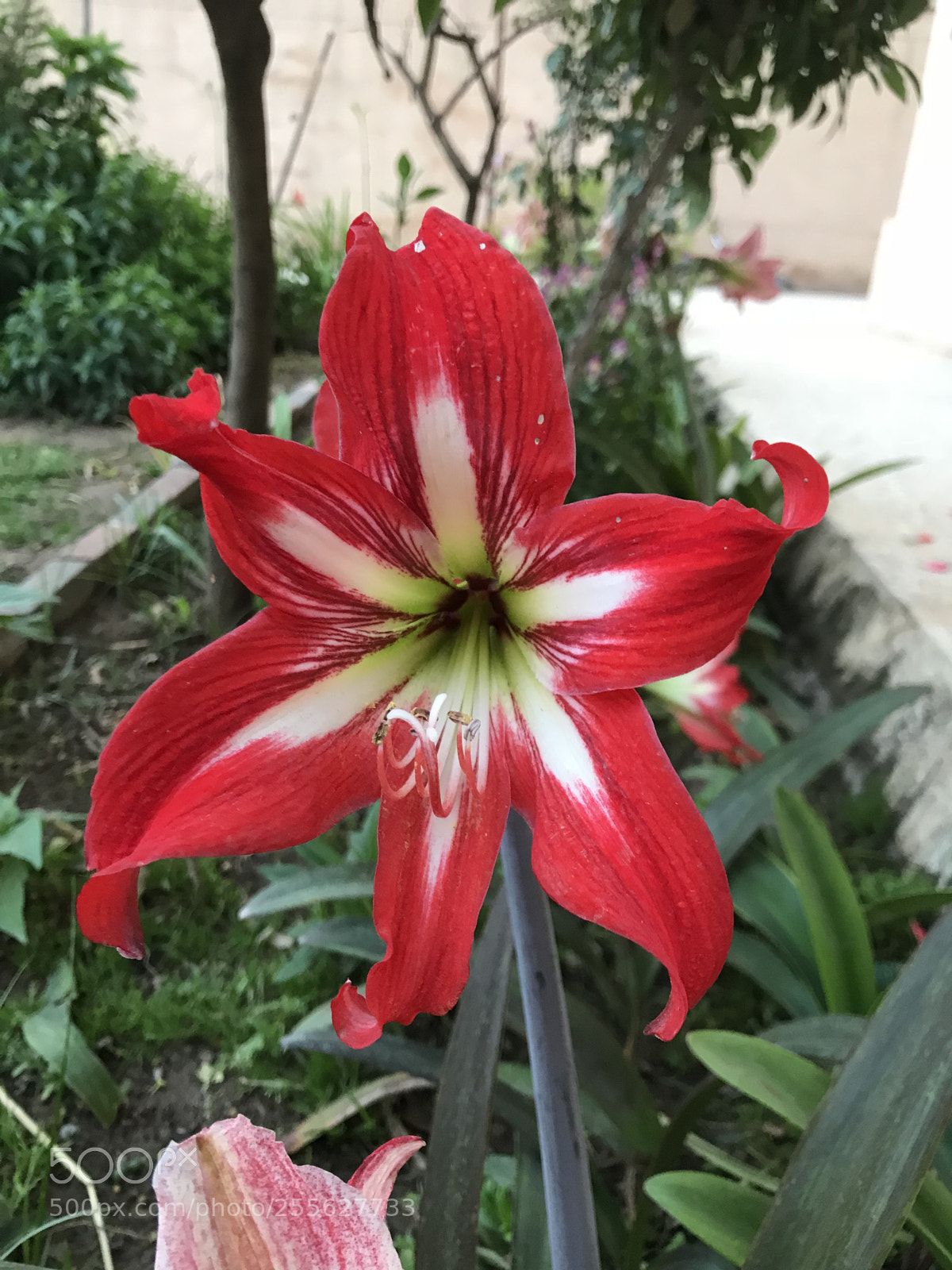 Apple iPhone 7 sample photo. Untitled photography