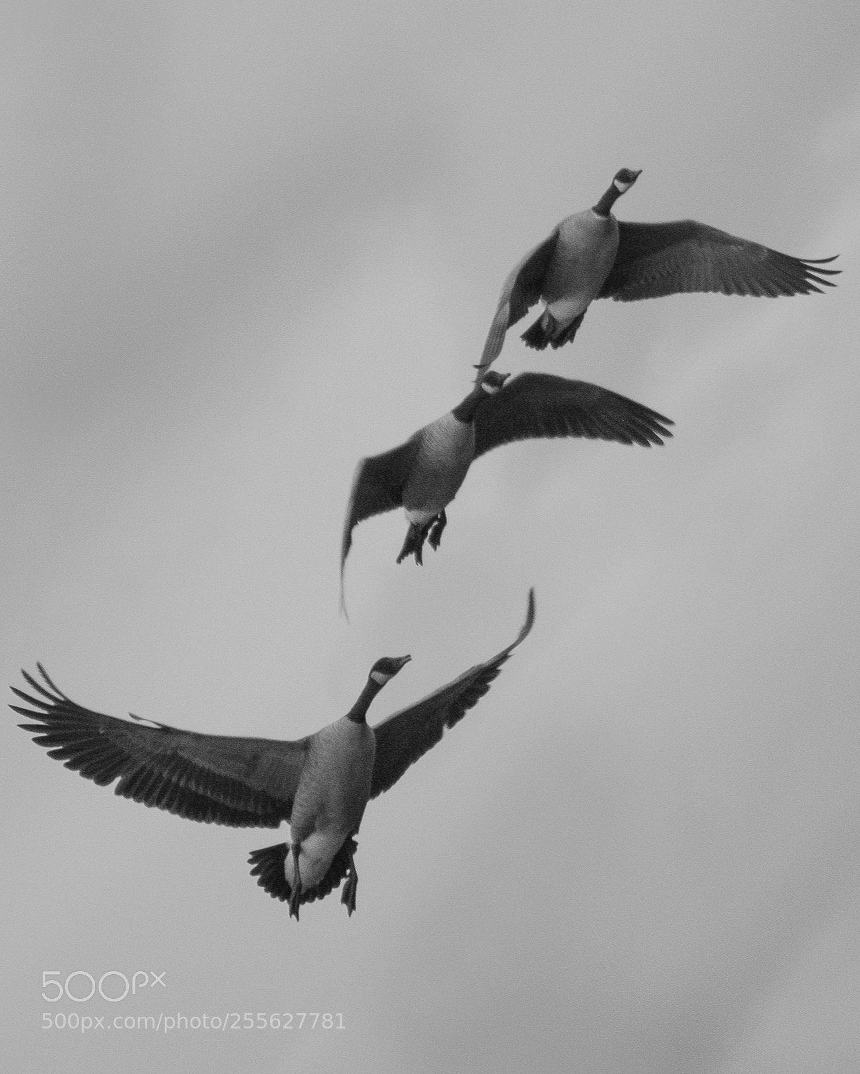 Nikon D3000 sample photo. Flight photography