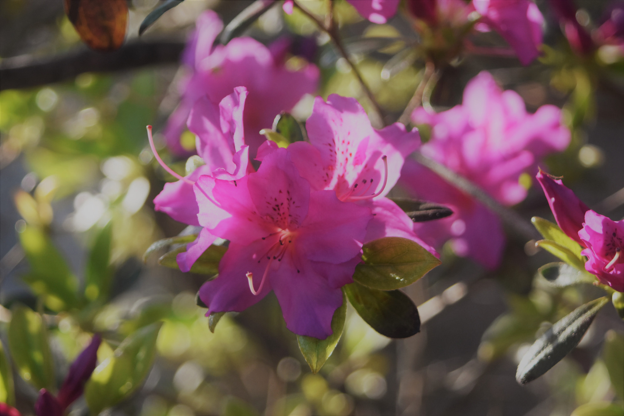 Nikon D7200 + AF Zoom-Nikkor 28-80mm f/3.5-5.6D sample photo. Pink flowers photography