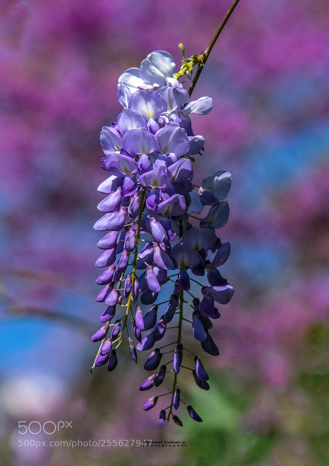 Pentax K-3 II sample photo. Purple cluster photography