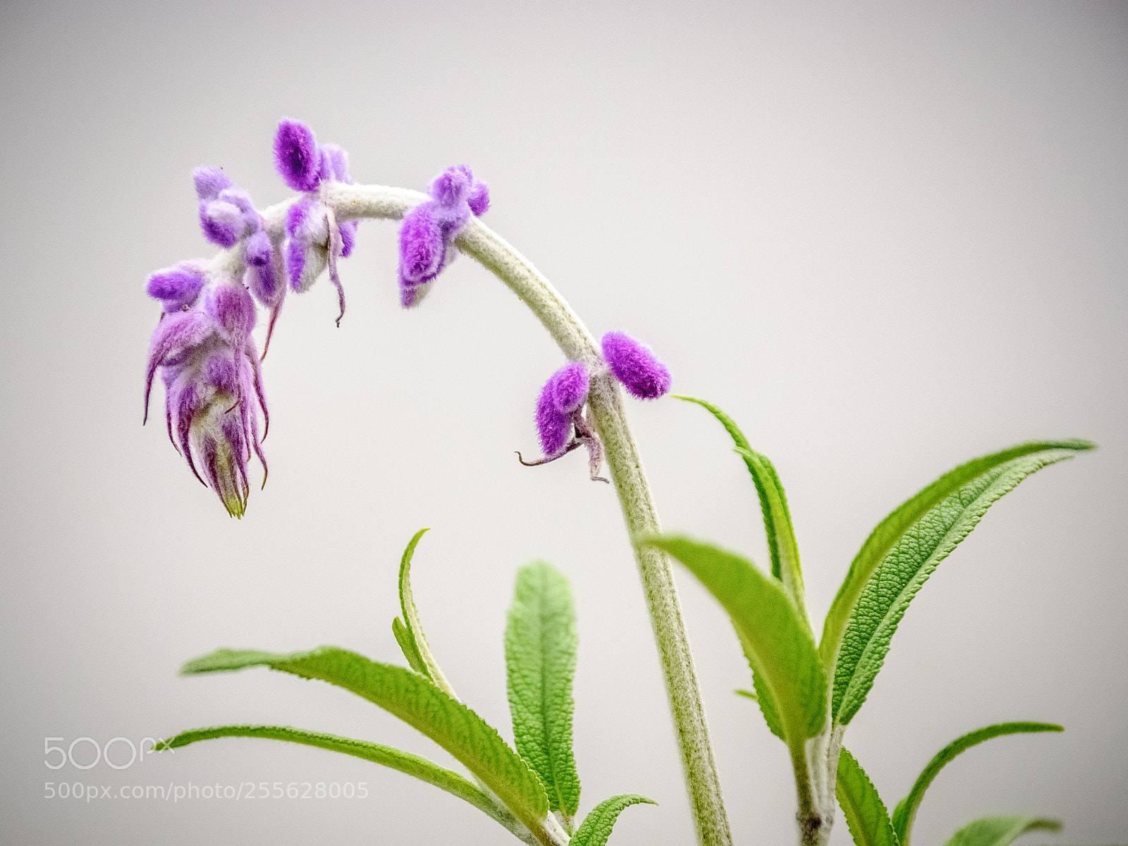 Nikon D40X sample photo. Penita photography