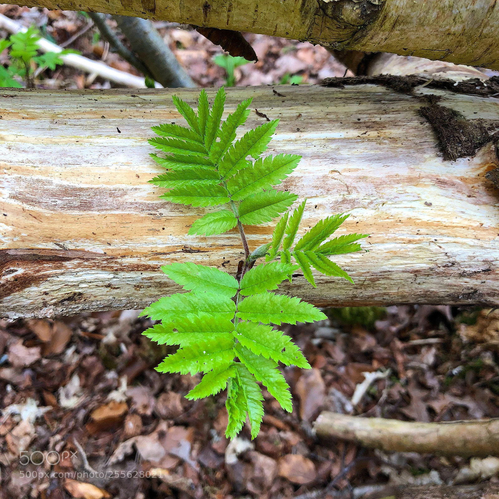 Apple iPhone 8 Plus sample photo. Amazing leafs of springtime photography
