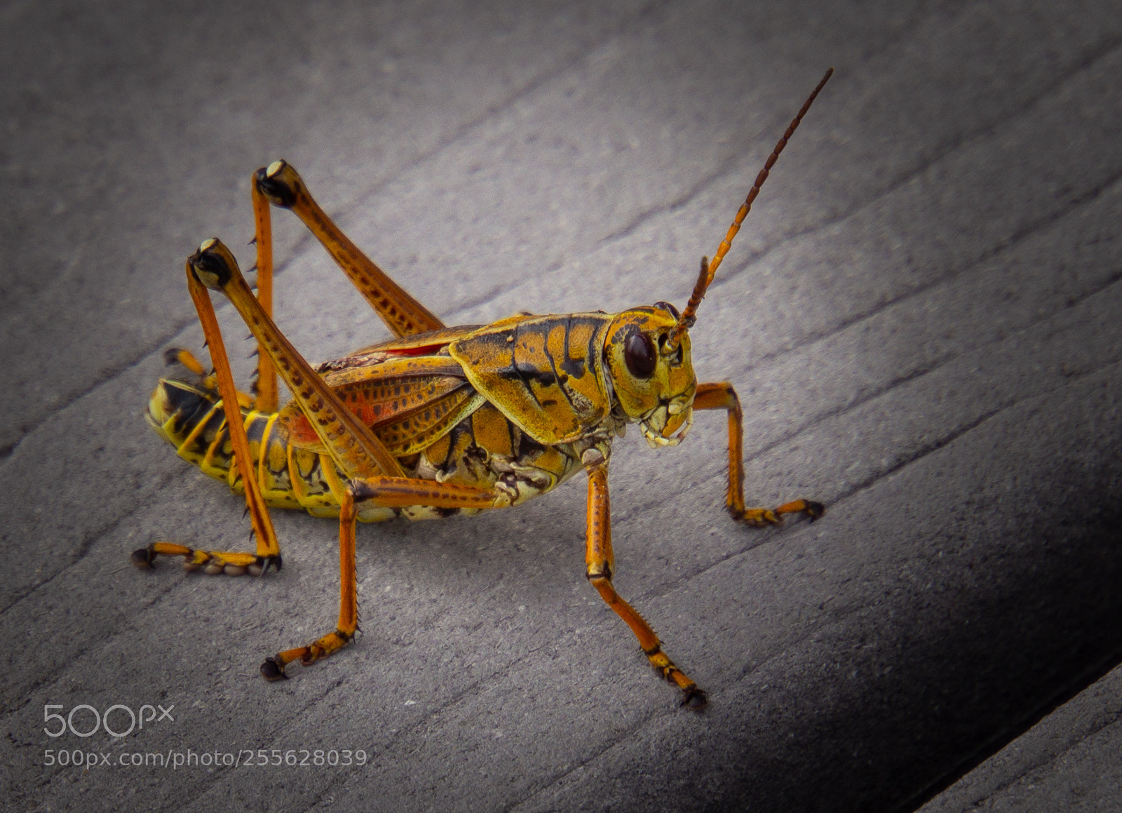 Sony a6000 sample photo. Locust on a walk photography