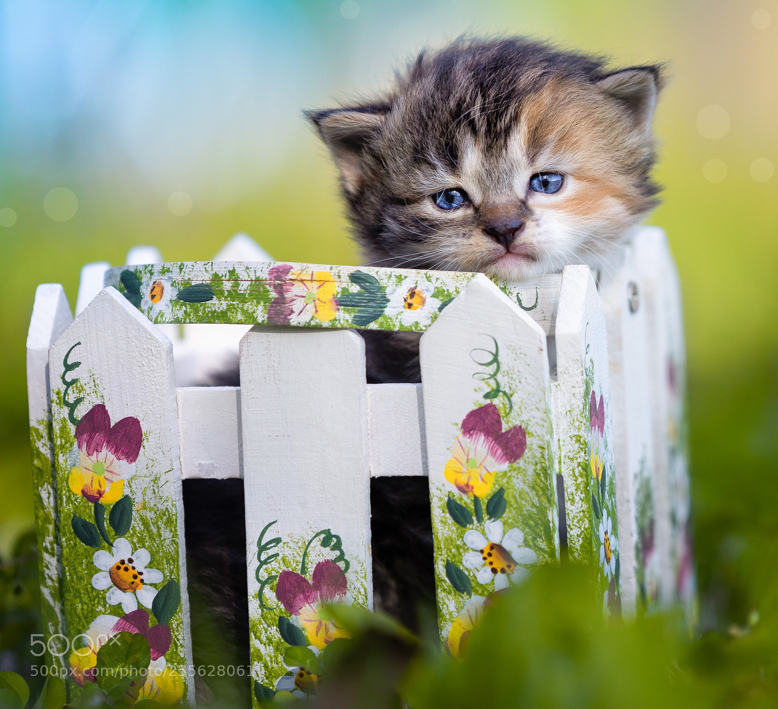 Canon EOS 5D Mark IV sample photo. Kitten photography