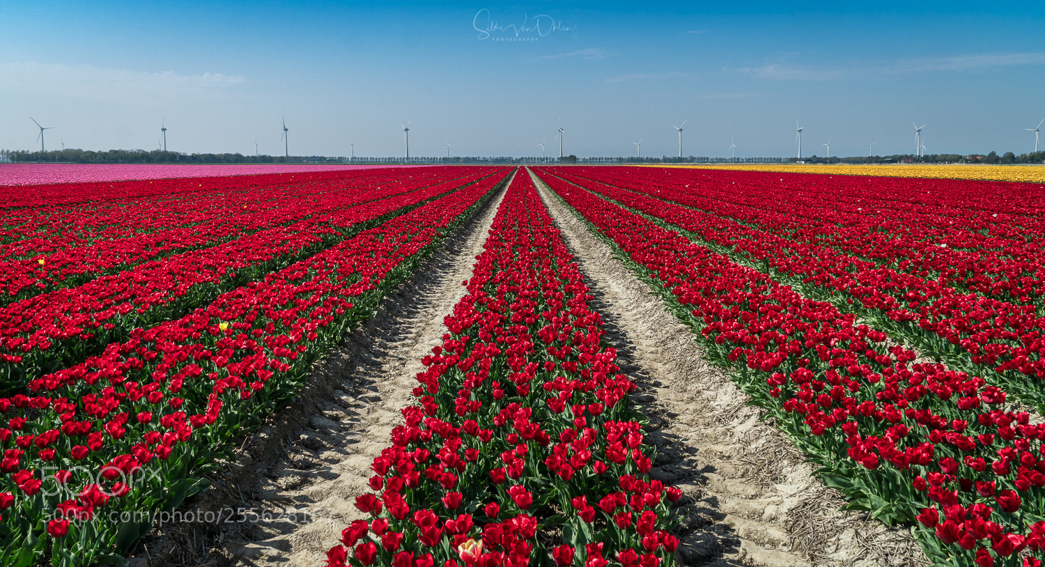 Sony a6300 sample photo. Tulips photography