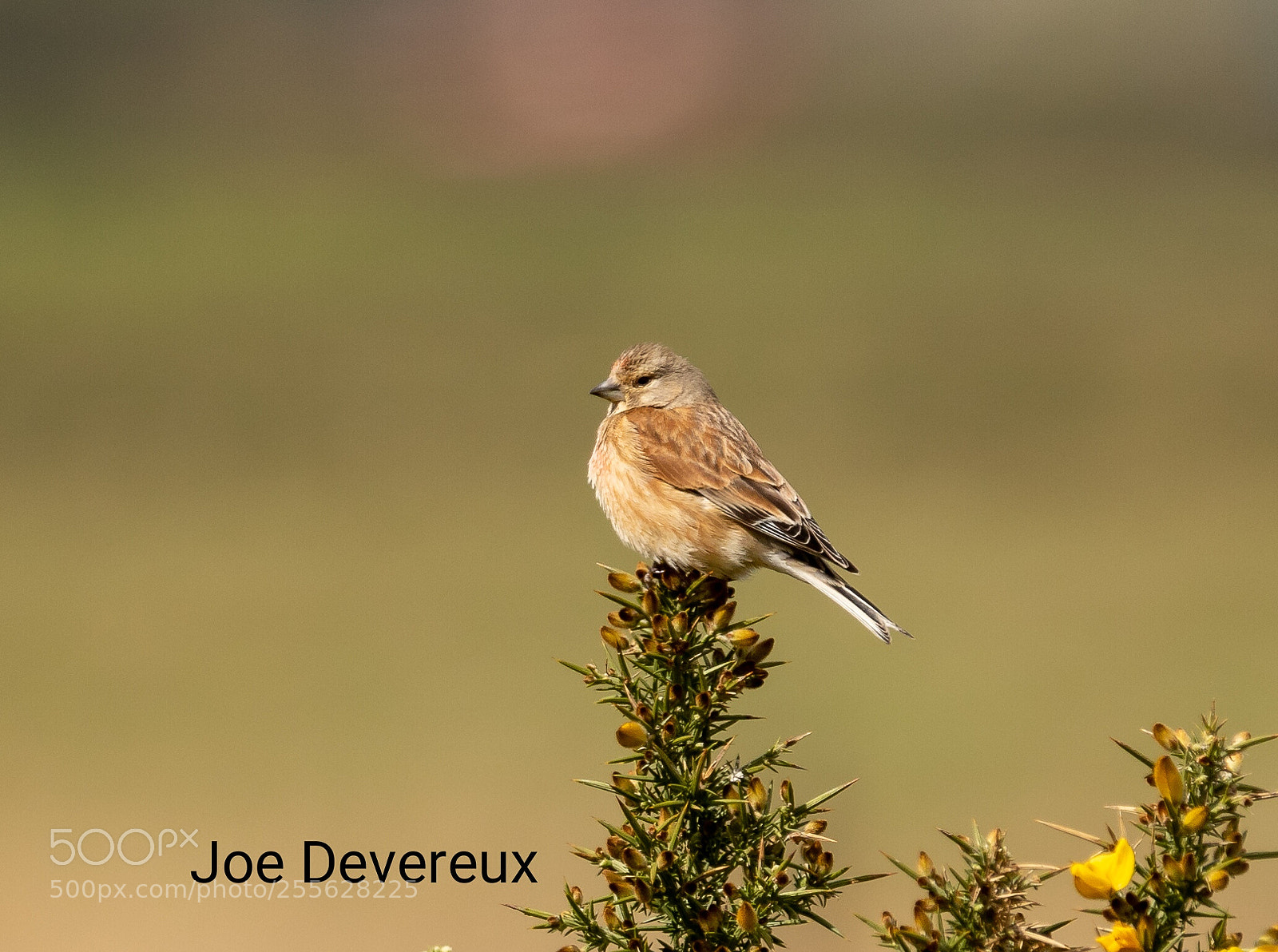 Canon EOS 7D Mark II sample photo. Linnet photography