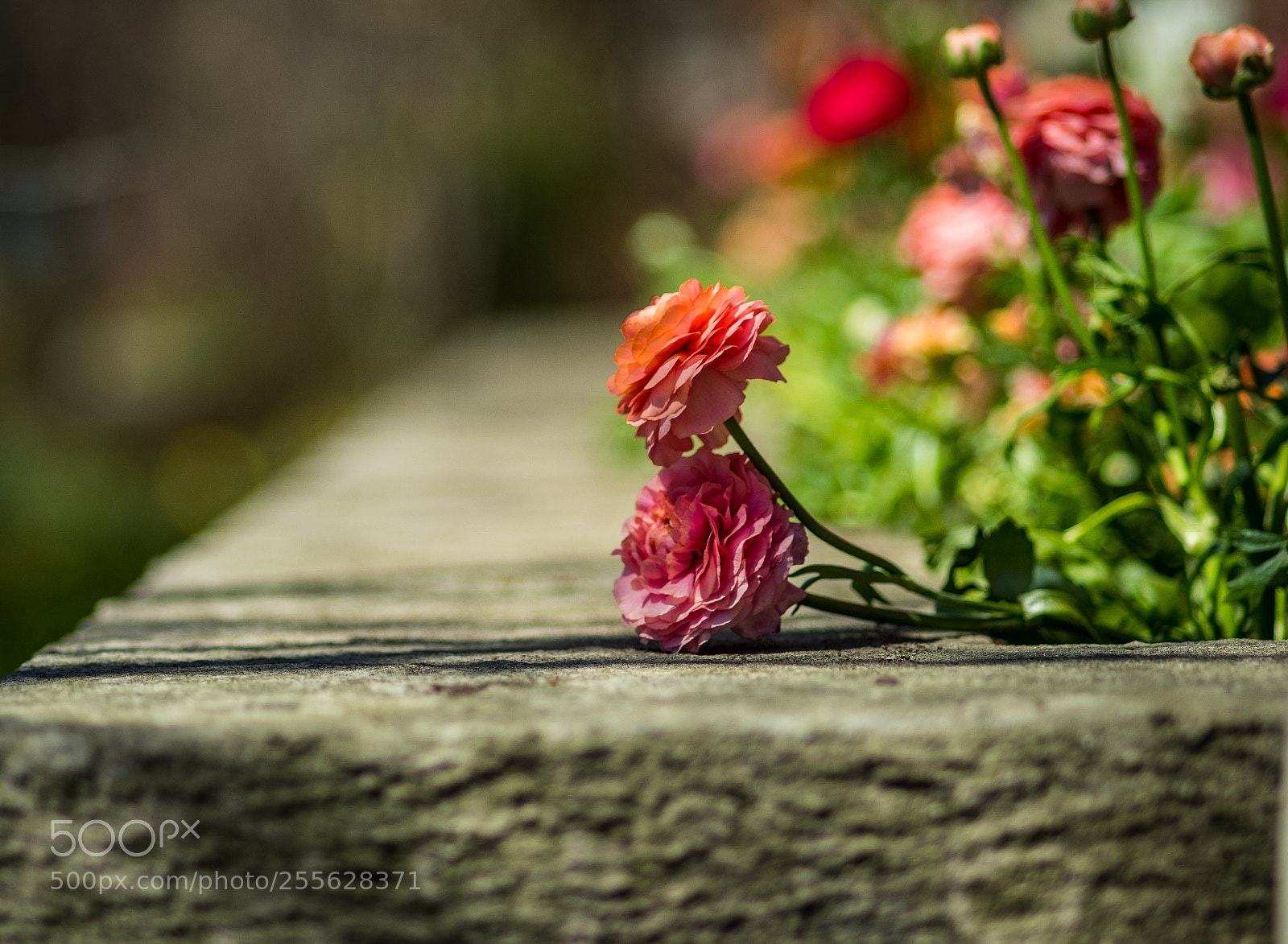 Fujifilm X-T20 sample photo. Trespassers photography