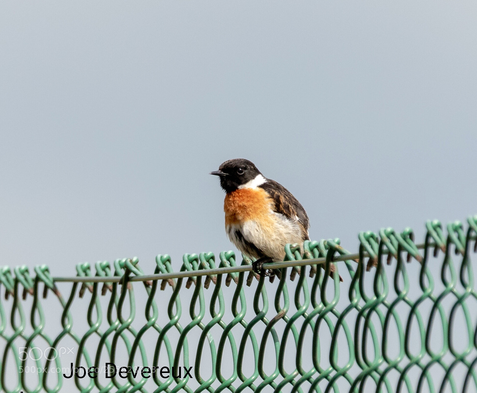 Canon EOS 7D Mark II sample photo. Stonechat photography