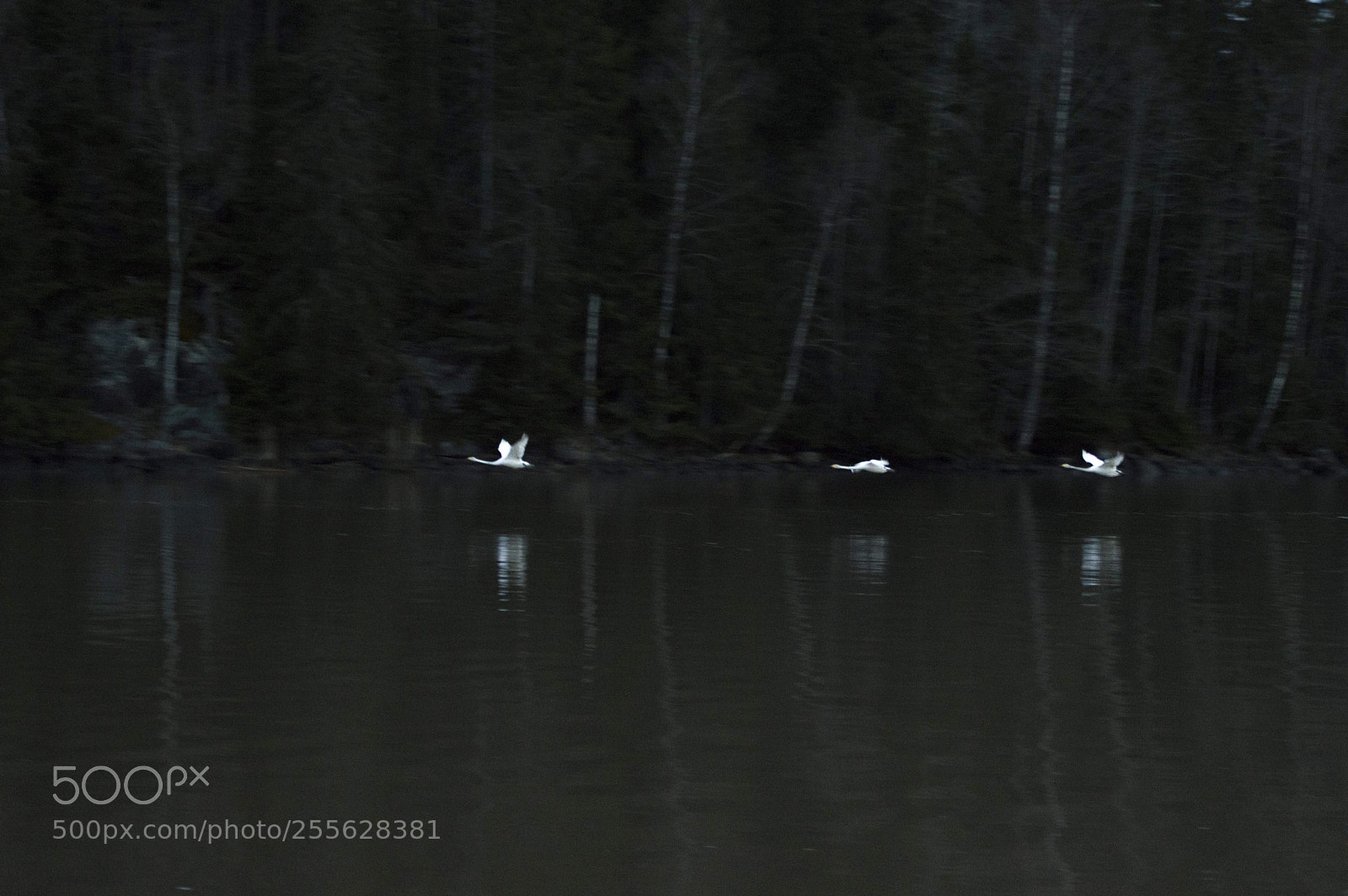 Nikon D3200 sample photo. Swanlake at night photography