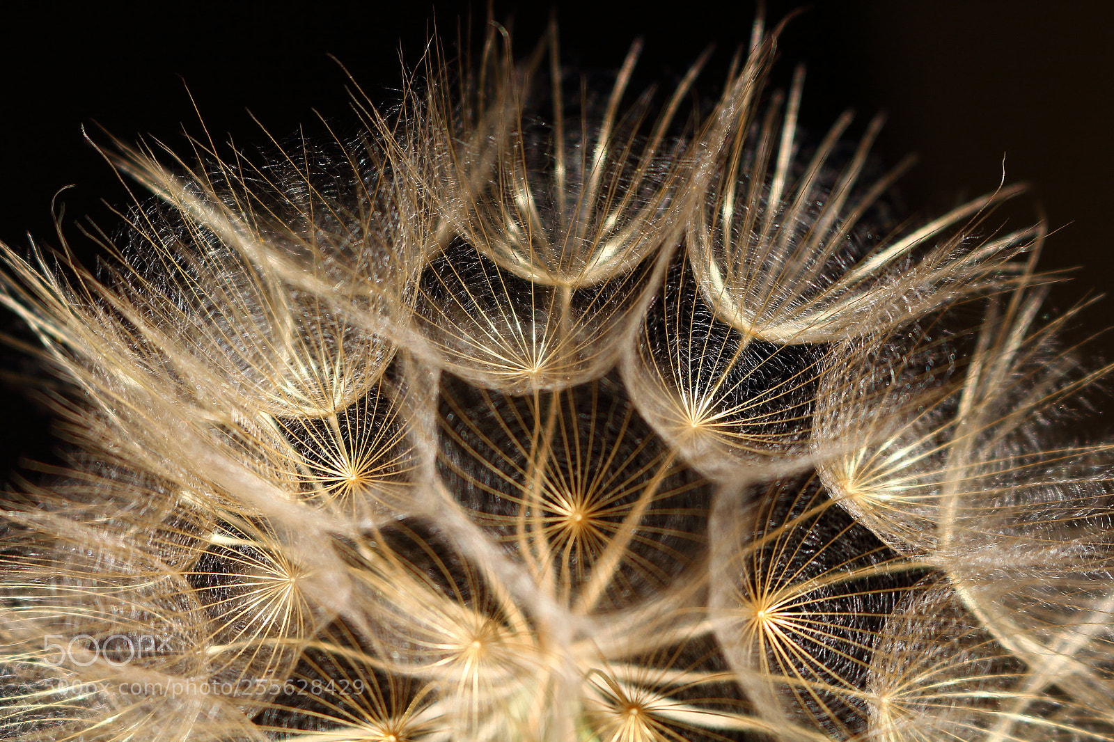 Canon EOS 700D (EOS Rebel T5i / EOS Kiss X7i) sample photo. Taraxacum photography