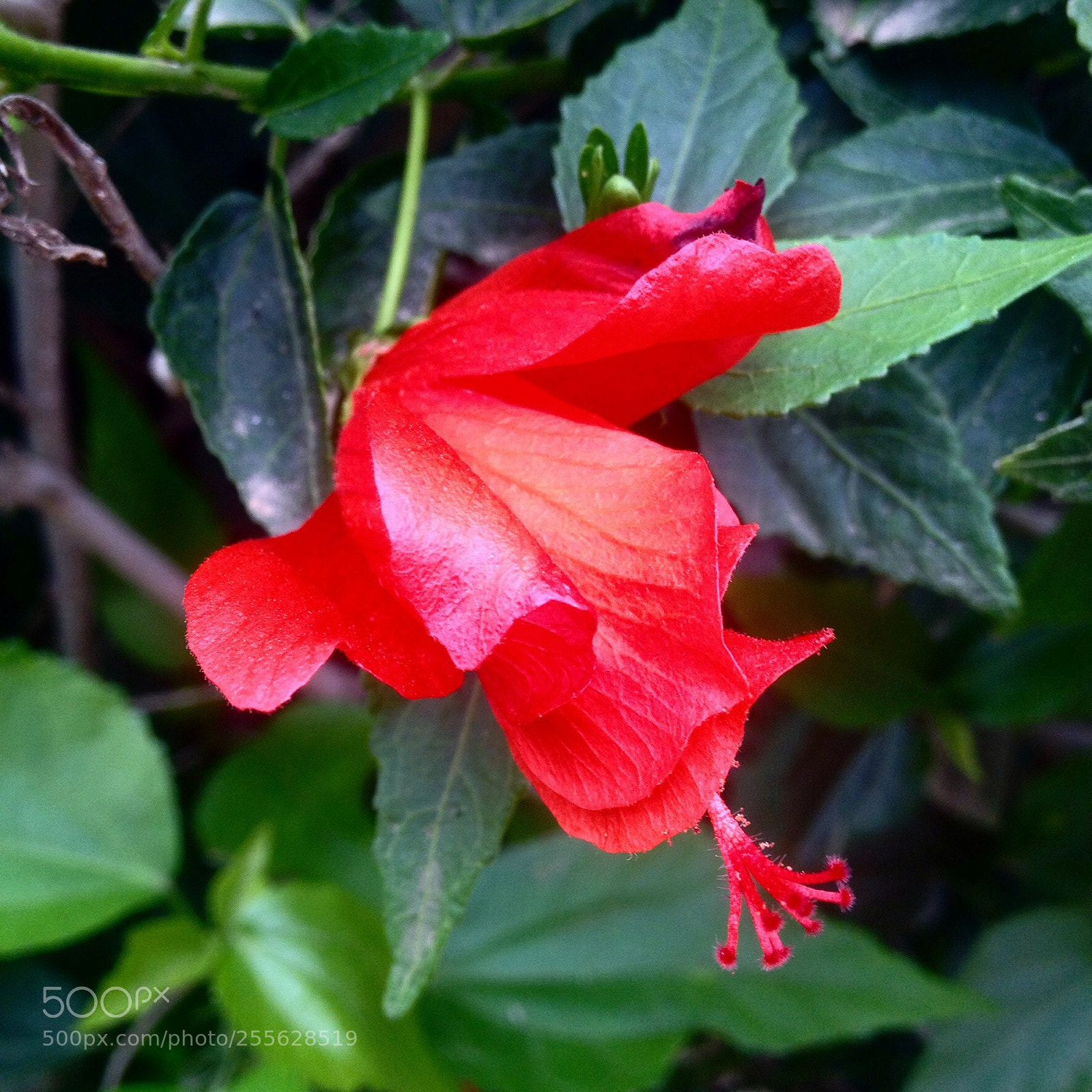 Apple iPhone 4S sample photo. Untitled photography