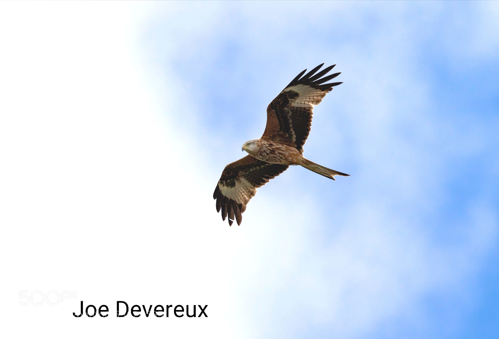 Canon EOS 7D Mark II sample photo. Red kite photography