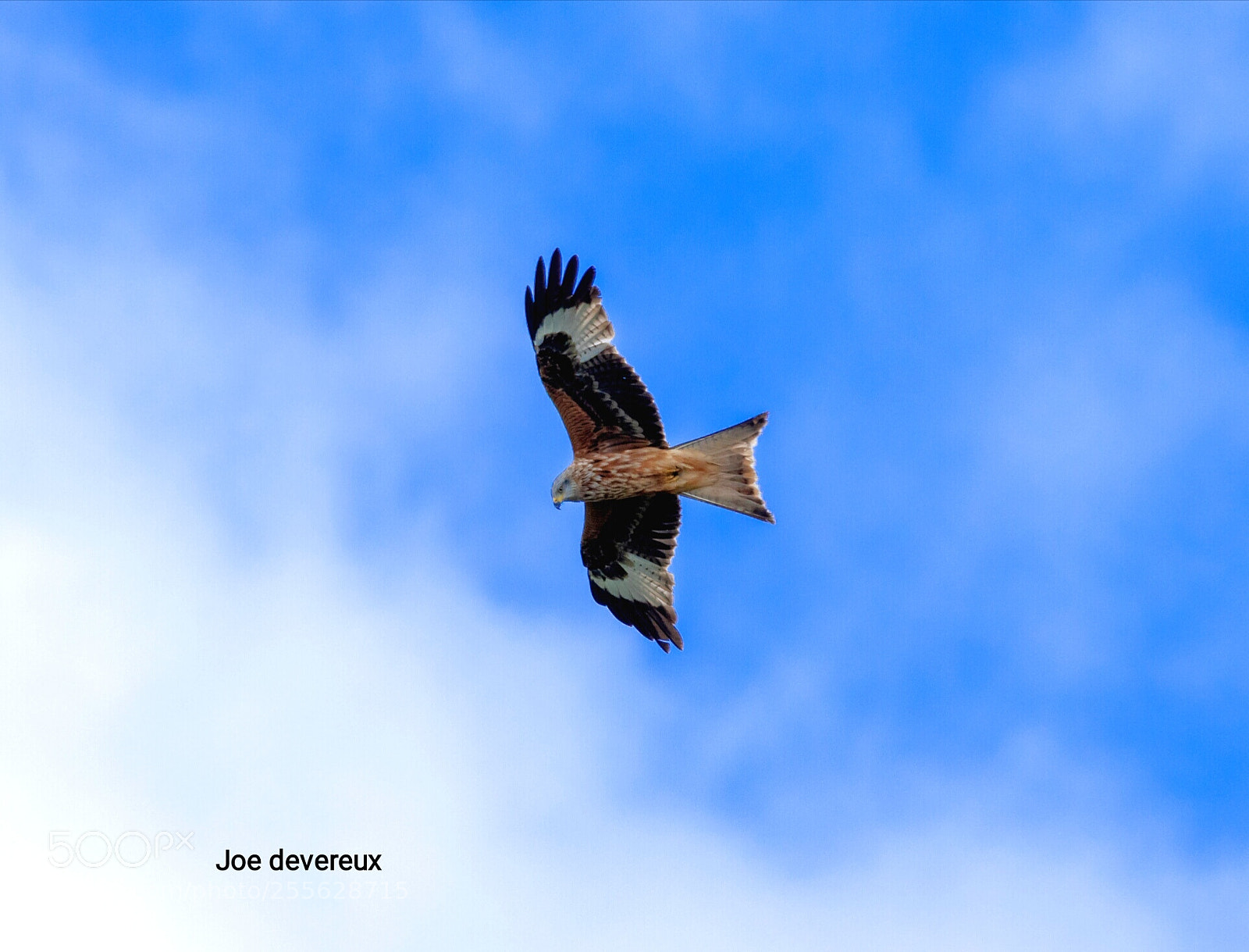 Canon EOS 7D Mark II sample photo. Red kite photography
