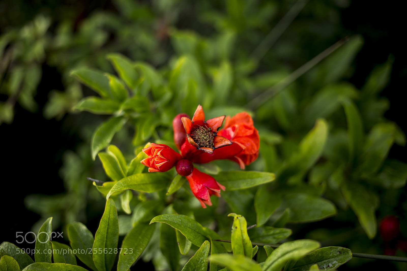 Canon EOS 6D sample photo. Img photography