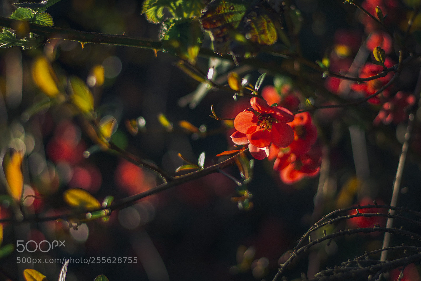 Nikon D7100 sample photo. Spring color photography