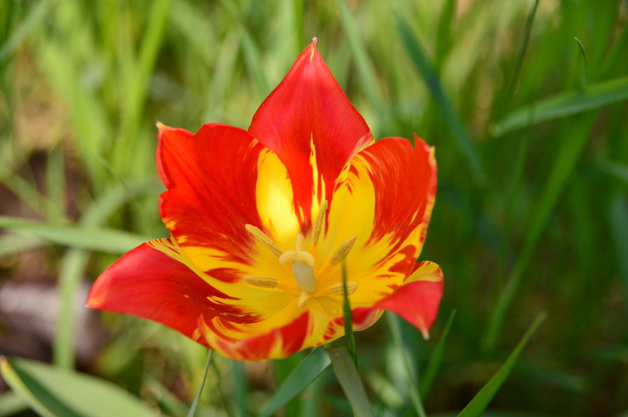 Sigma 18-250mm F3.5-6.3 DC Macro OS HSM sample photo. Tulip photography