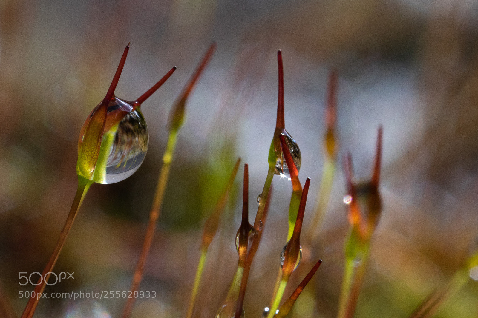 Canon EOS 5D Mark IV sample photo. After the rain photography