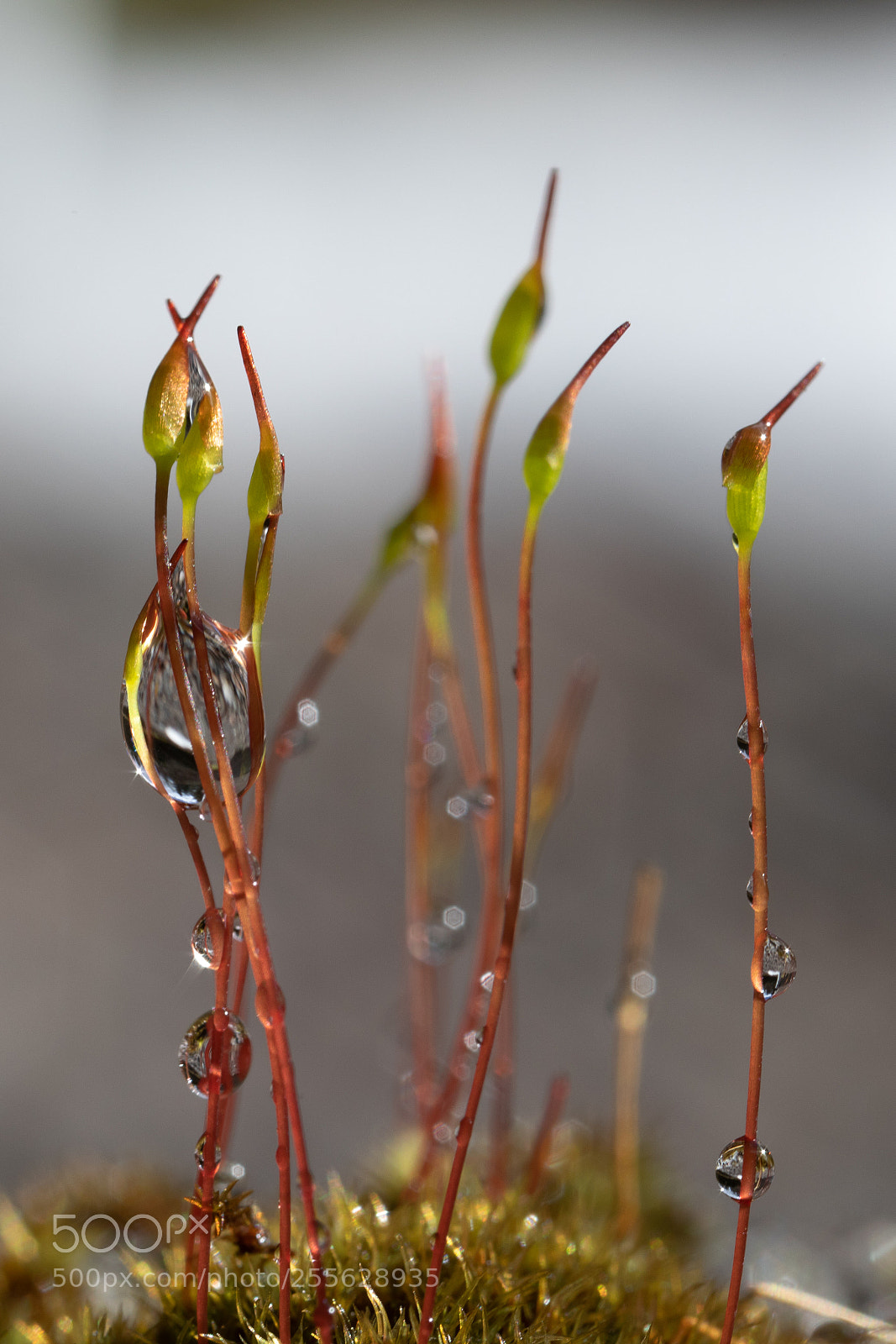 Canon EOS 5D Mark IV sample photo. After the rain photography