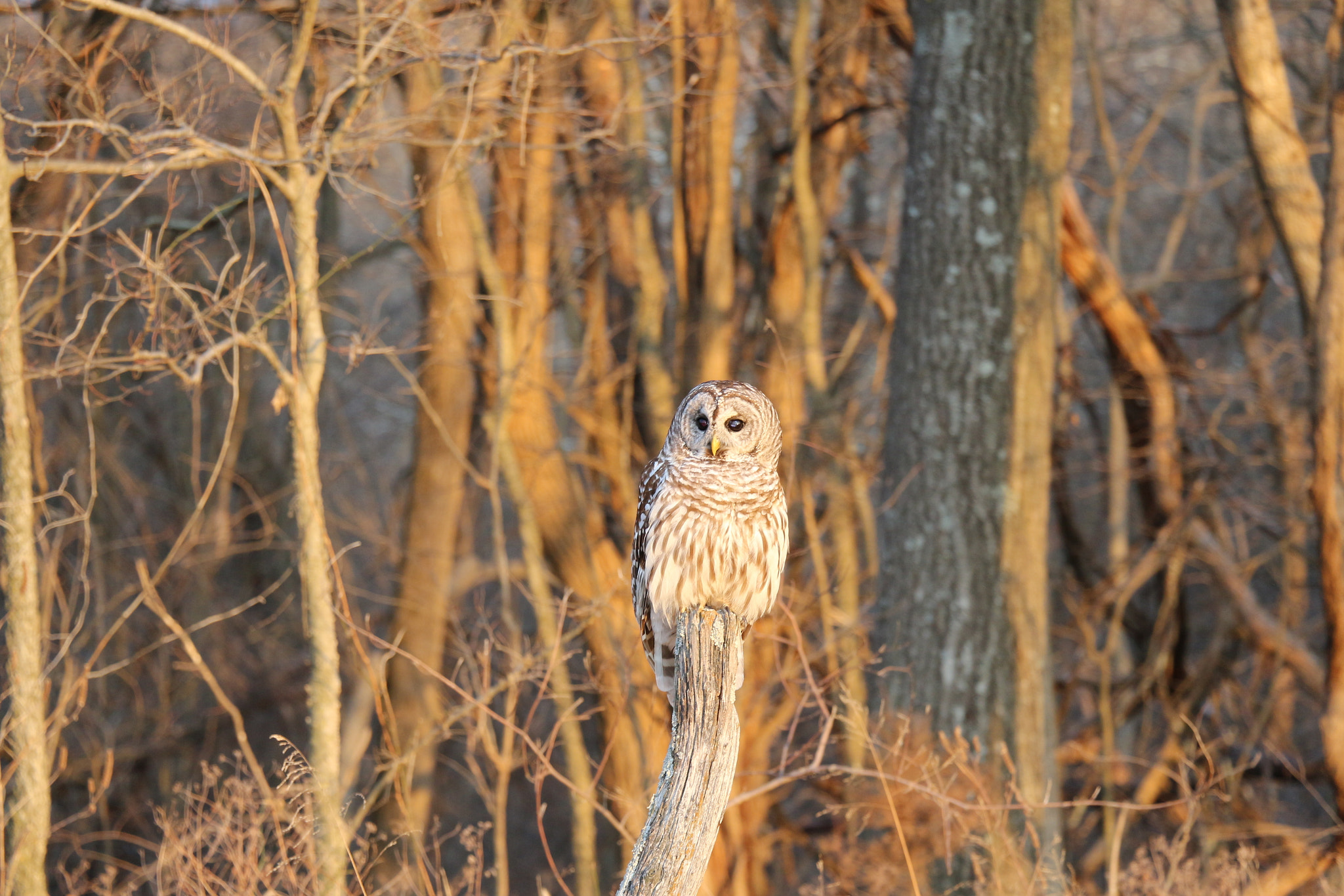 Canon EOS 650D (EOS Rebel T4i / EOS Kiss X6i) sample photo. Nature's finest owl photography