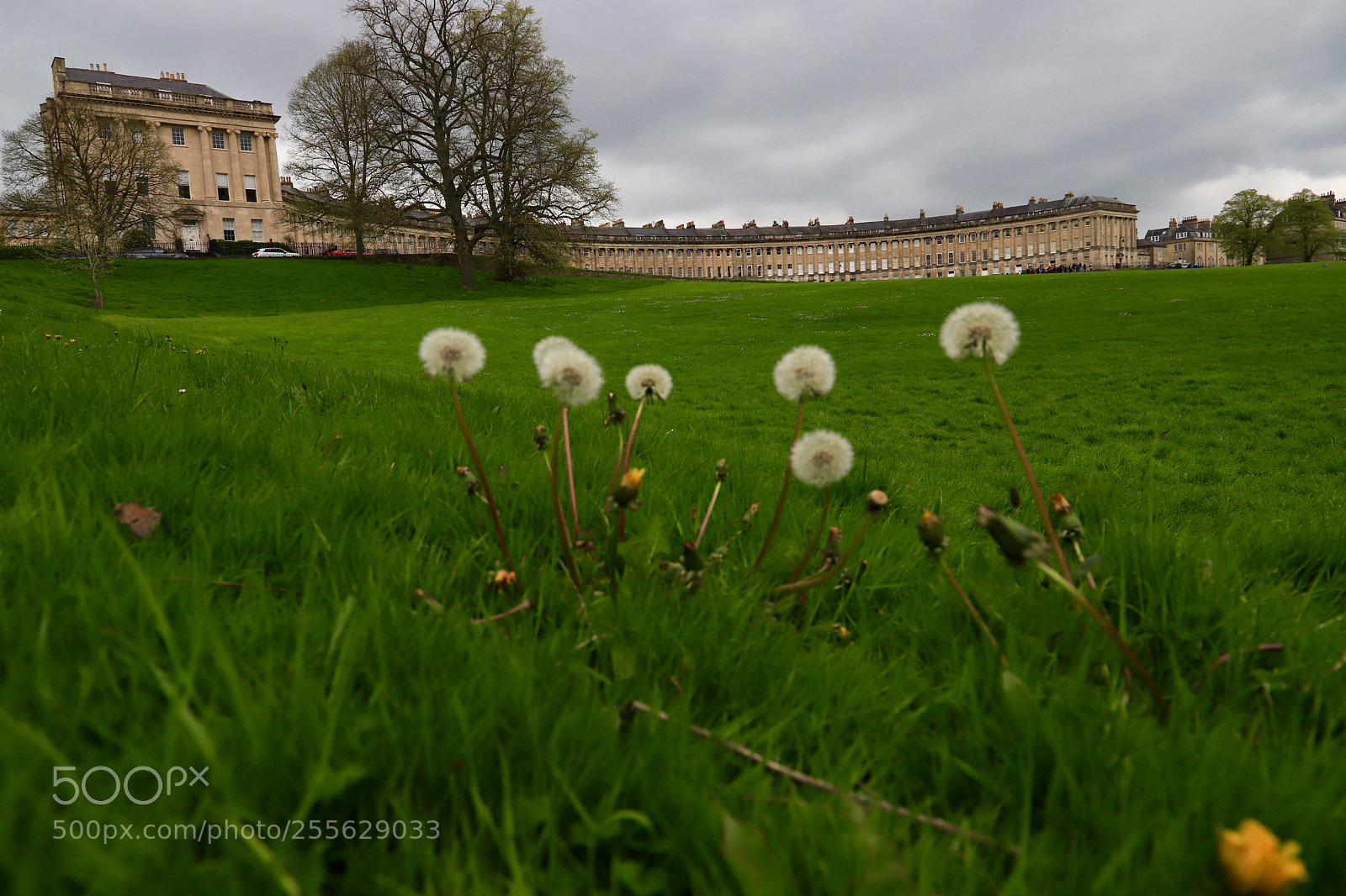Canon EOS 6D Mark II sample photo. Dandelions  photography