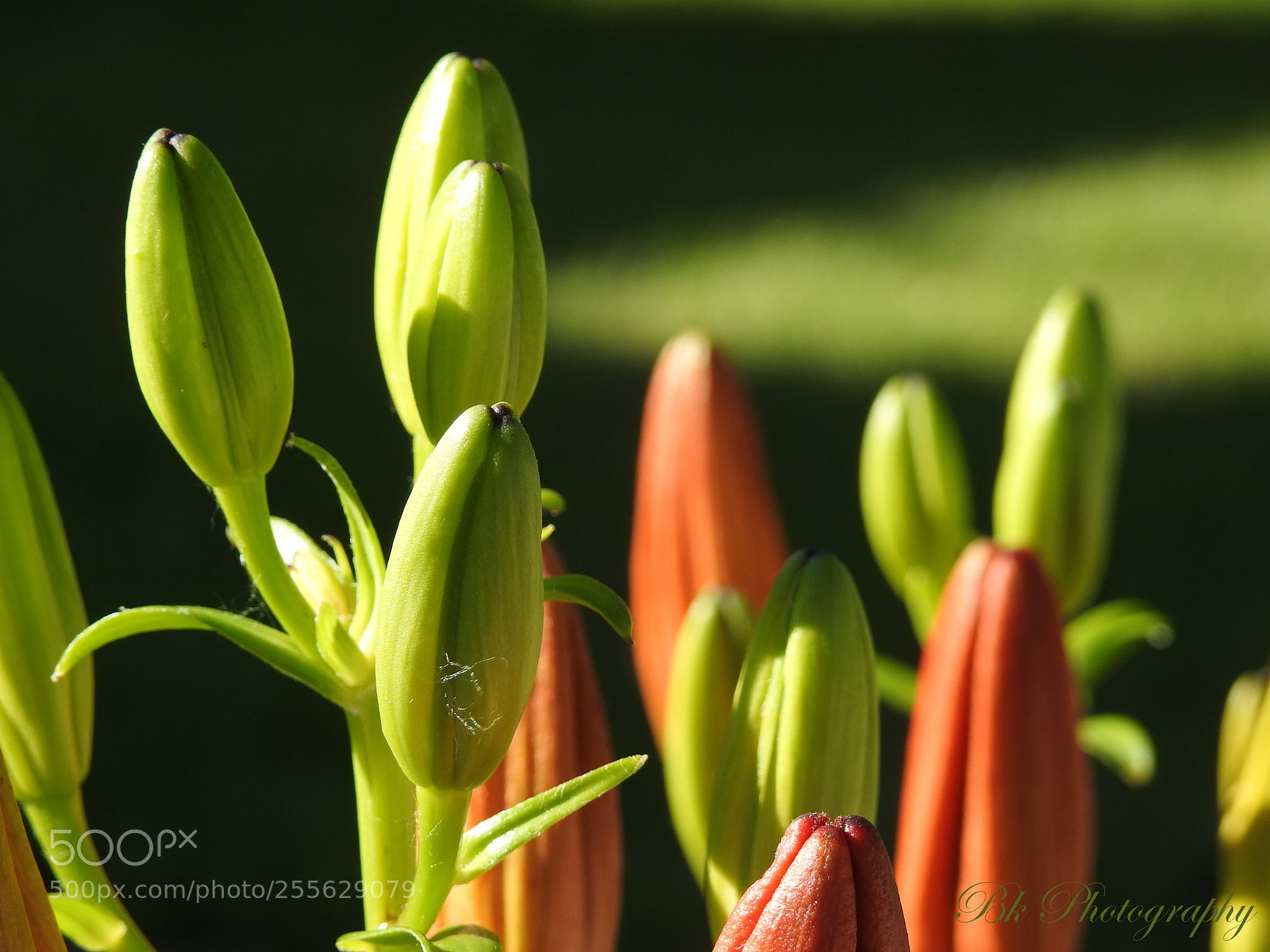 Nikon Coolpix P900 sample photo. Lilies photography