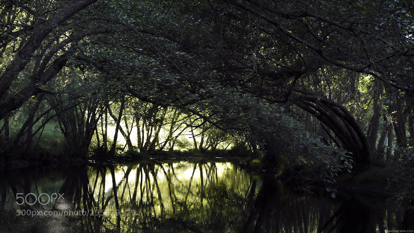 Canon EOS 6D sample photo. 2014_sanabria_woodland 04 photography