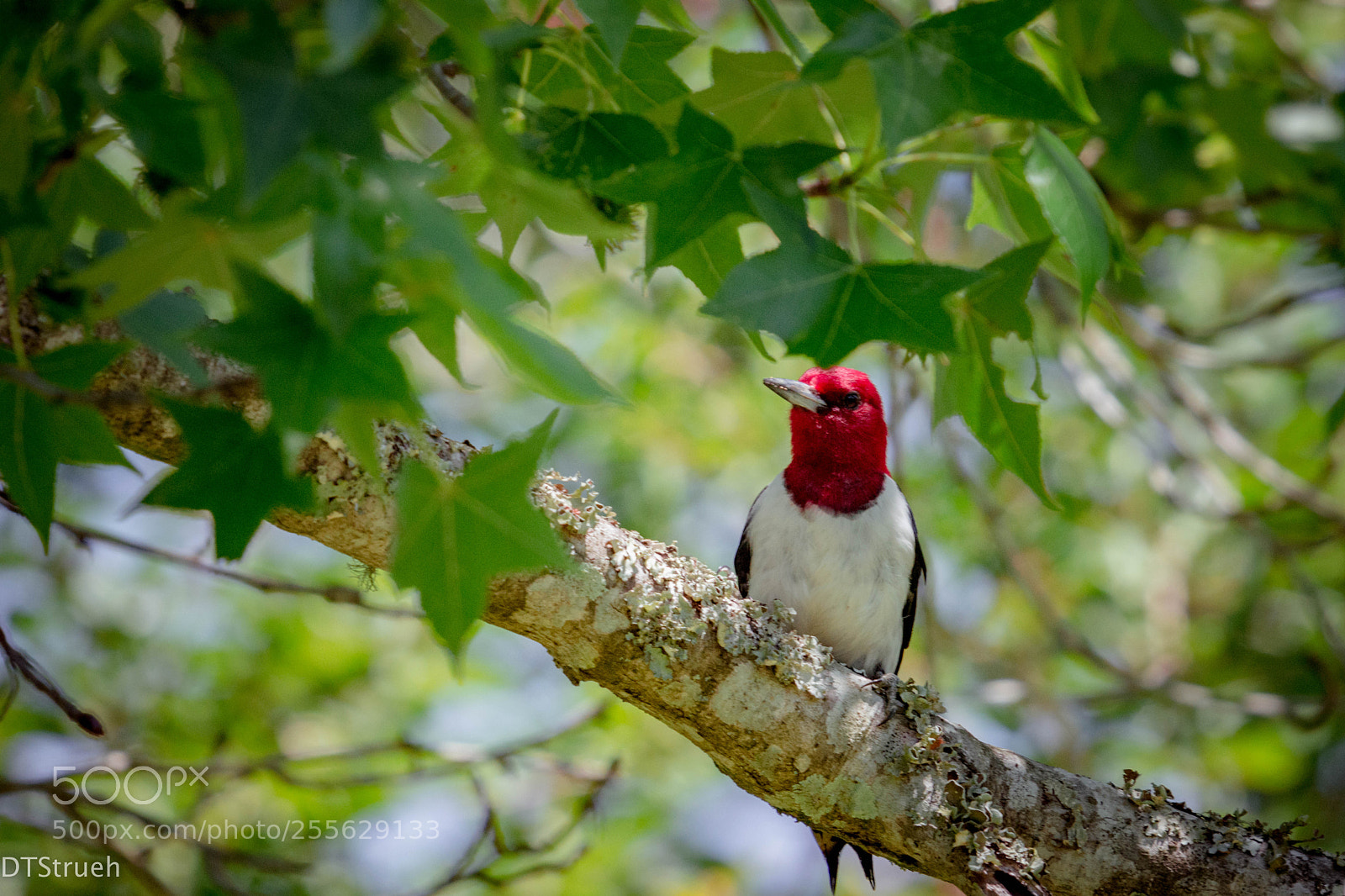 Nikon D7200 sample photo. Woodpecker ii photography