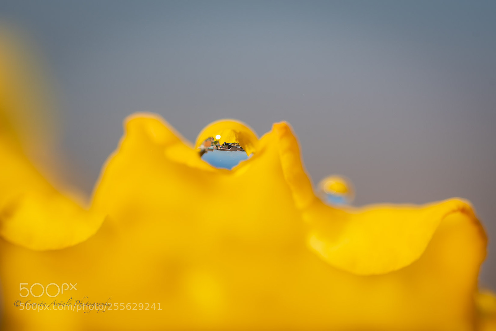 Nikon D500 sample photo. Narcissus pseudonarcissus photography