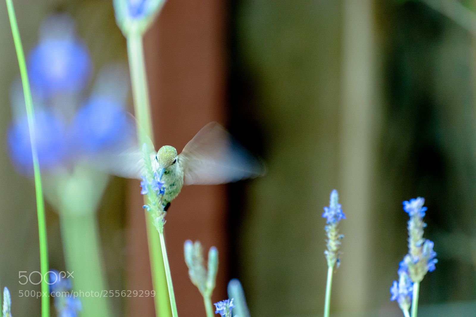 Nikon D5200 sample photo. Humming bird photography