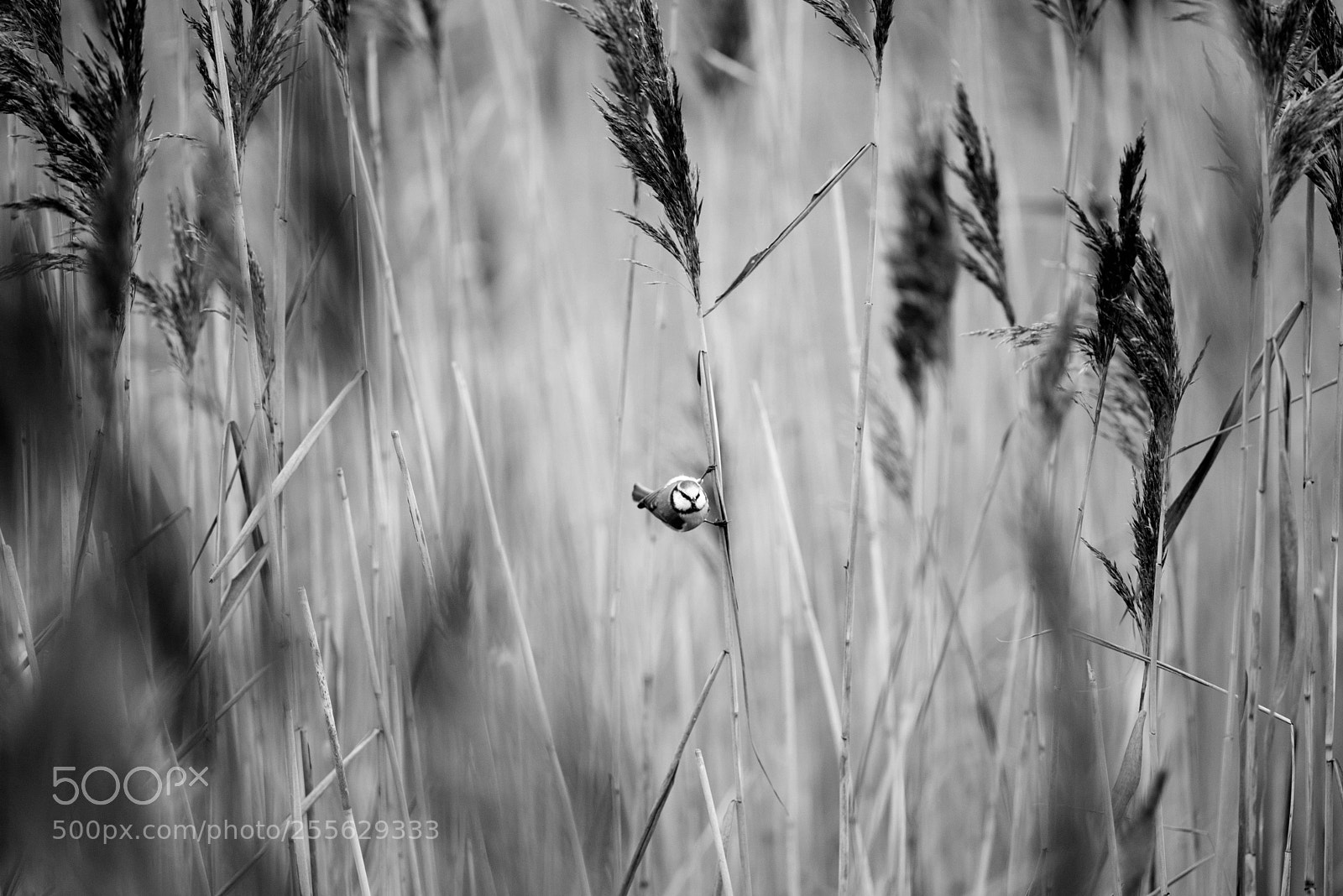 Nikon D600 sample photo. Bird in reeds photography