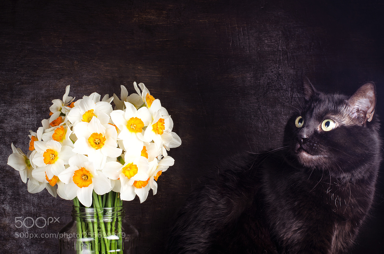 Nikon D7000 sample photo. Black cat and flowers photography