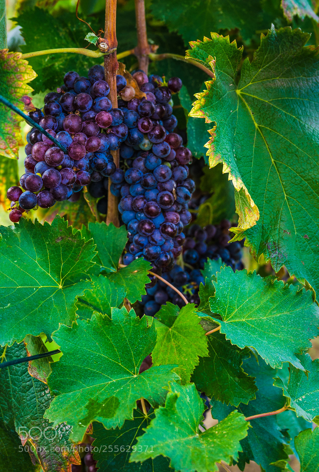 Sony a7 sample photo. Autumnal landscape of kakheti photography