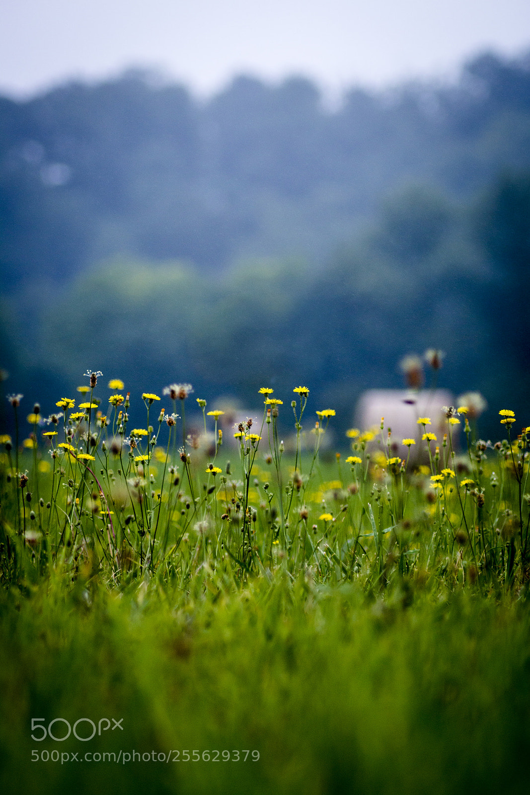 Canon EOS 70D sample photo. 52-001.jpg photography