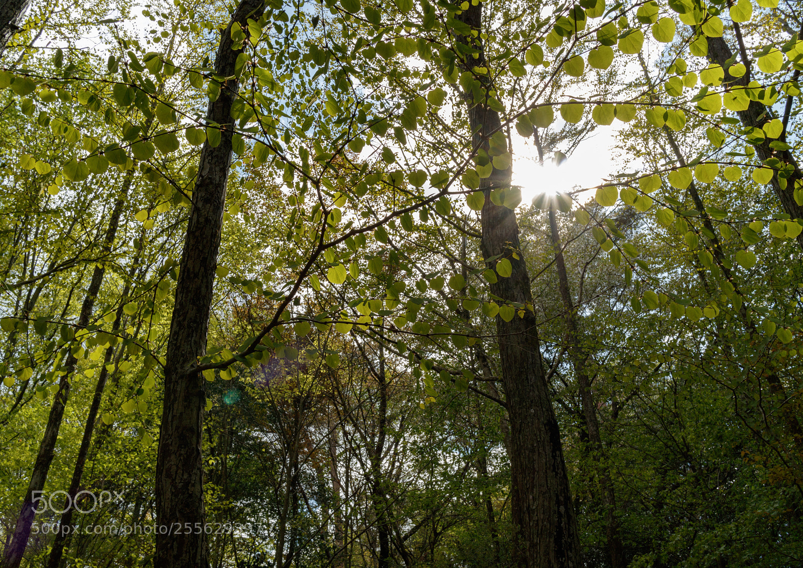 Canon EOS M3 sample photo. At the park photography