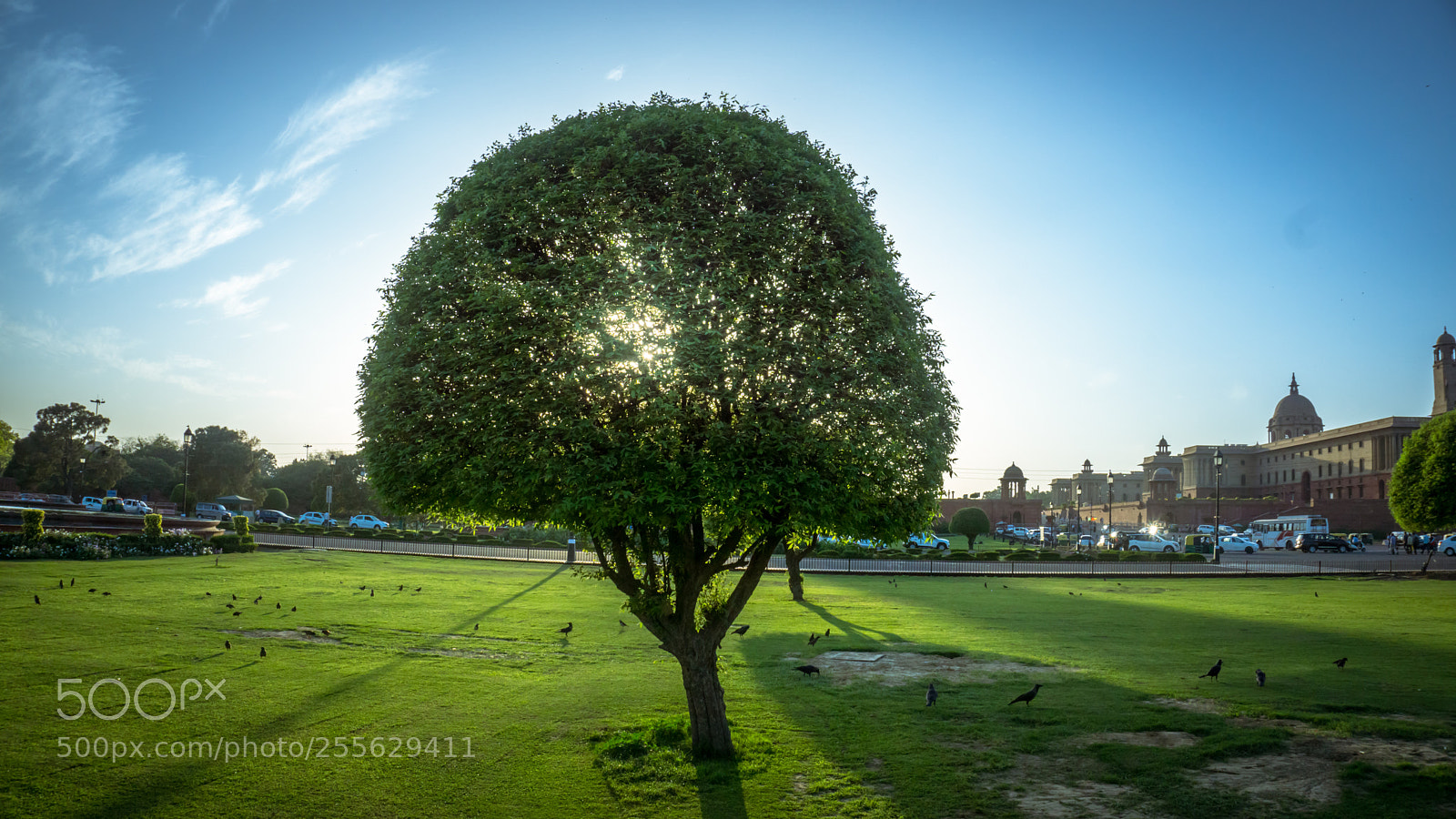 Sony a6000 sample photo. Tree photography