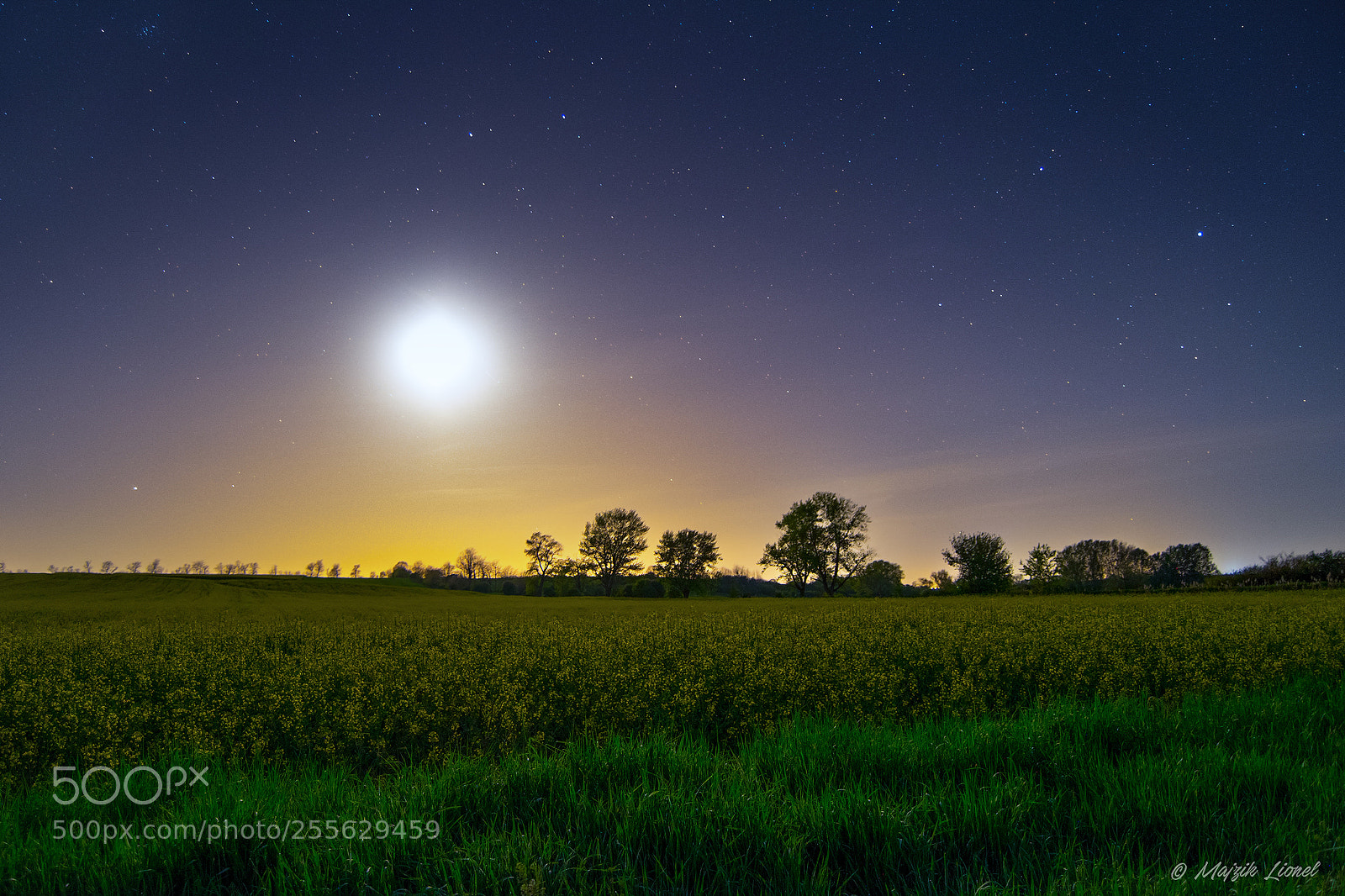 Nikon D3300 sample photo. Moonlight over rapeseed field photography