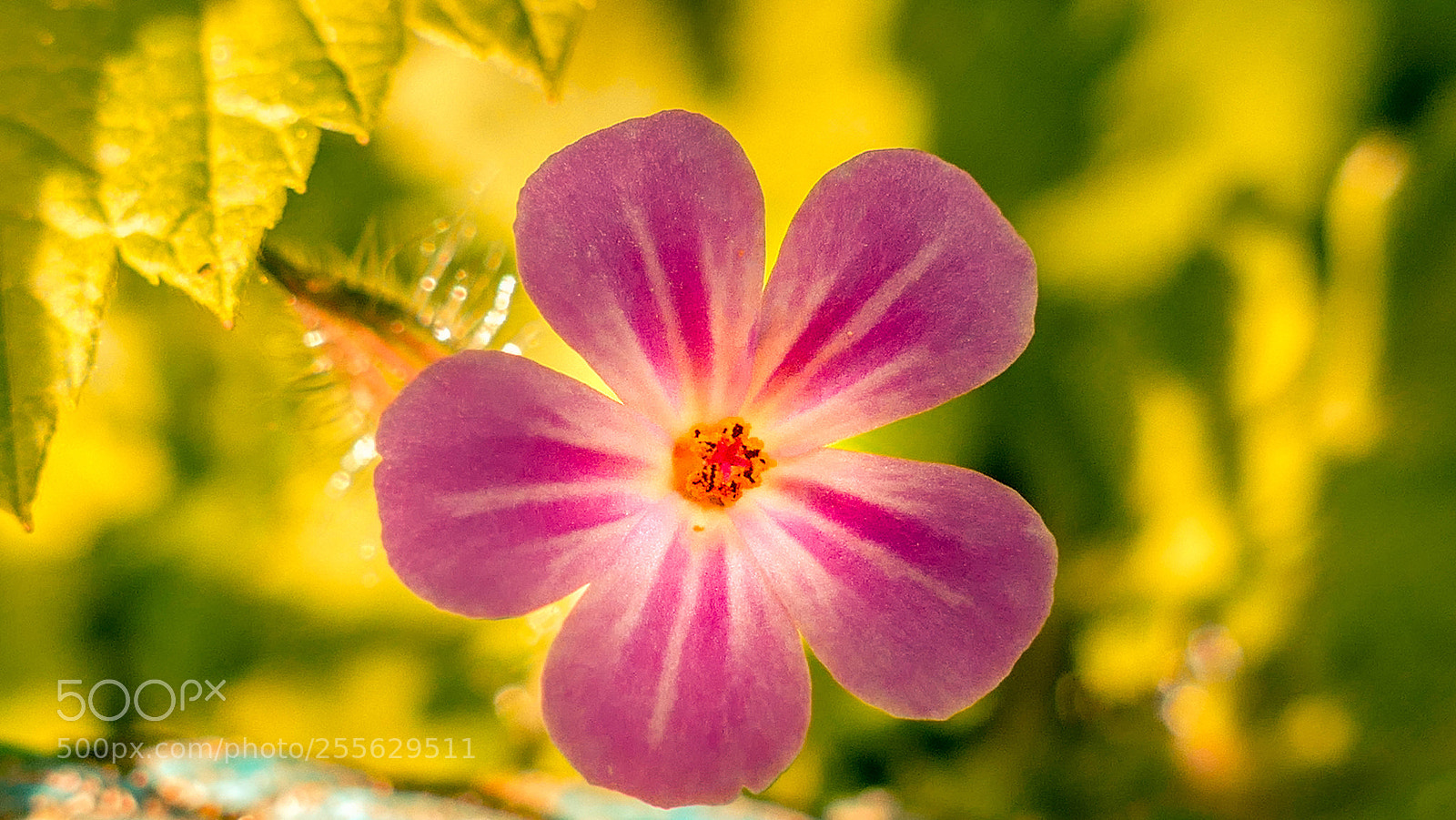 Panasonic Lumix DMC-FZ1000 sample photo. Colors of spring photography