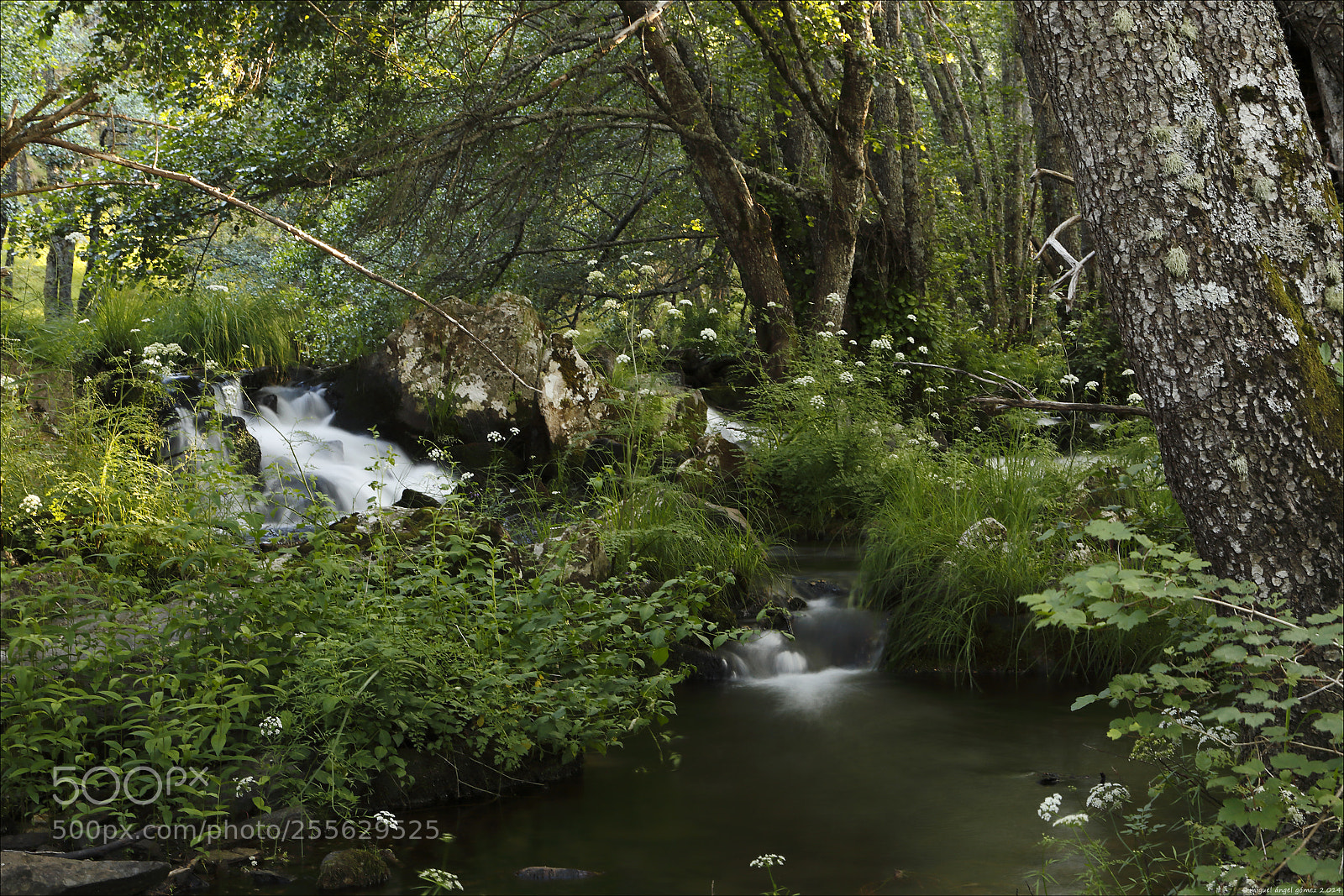 Canon EOS 6D sample photo. 2014_sanabria_woodland 05 photography