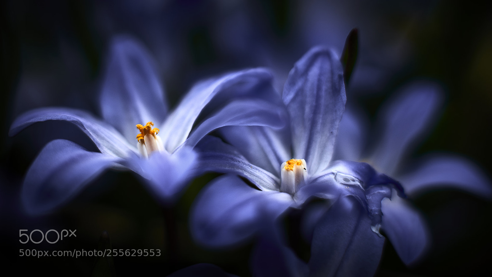 Nikon D800E sample photo. Blue gold photography